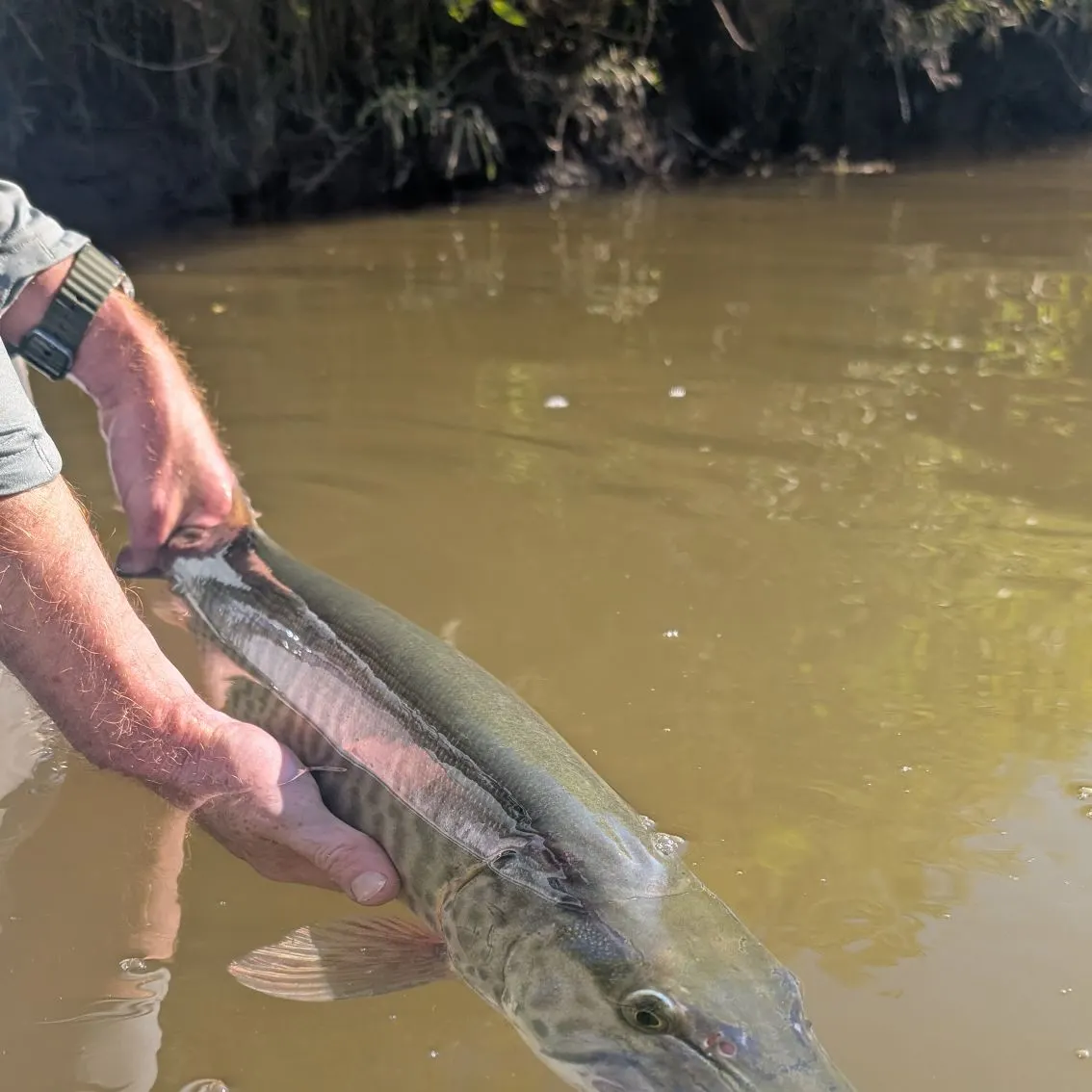Muskie caught on Fishbrain