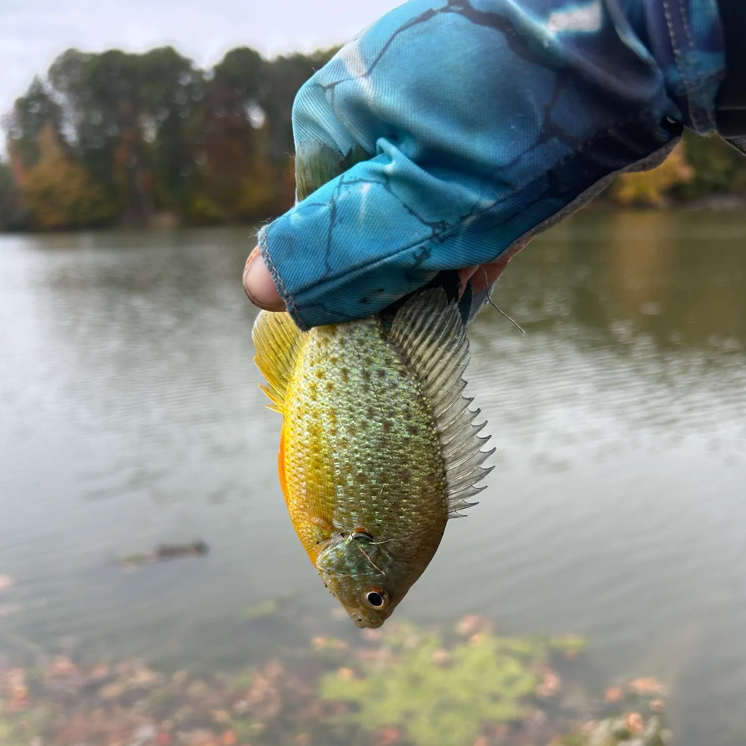 Orangespotted sunfish caught on Fishbrain
