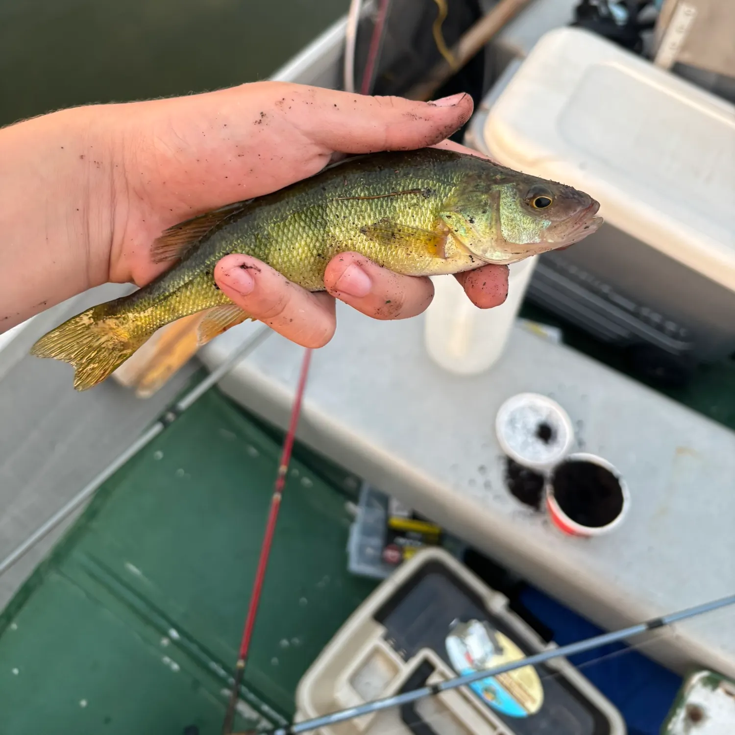 Yellow perch caught on Fishbrain