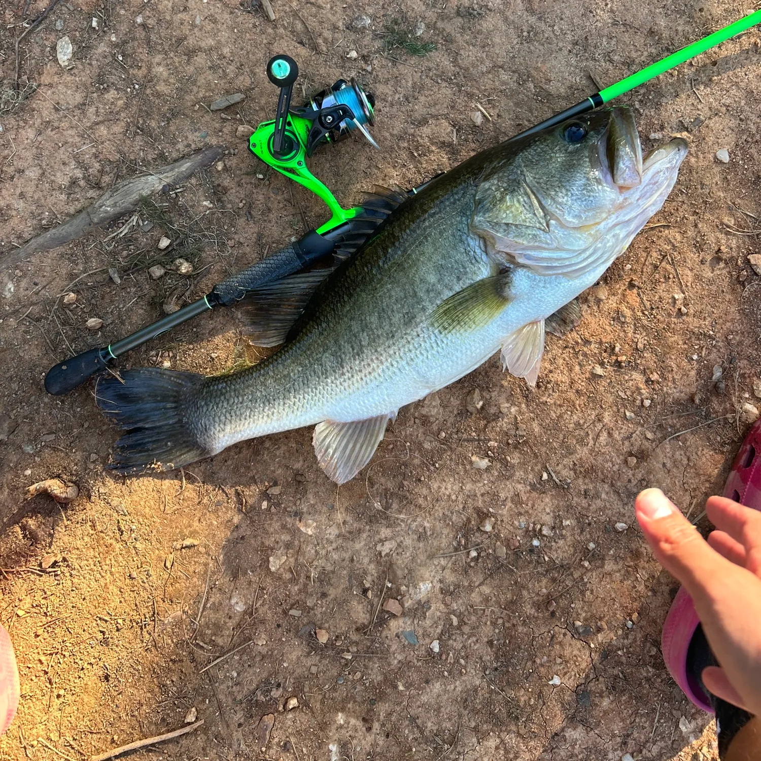 Largemouth bass caught on Fishbrain