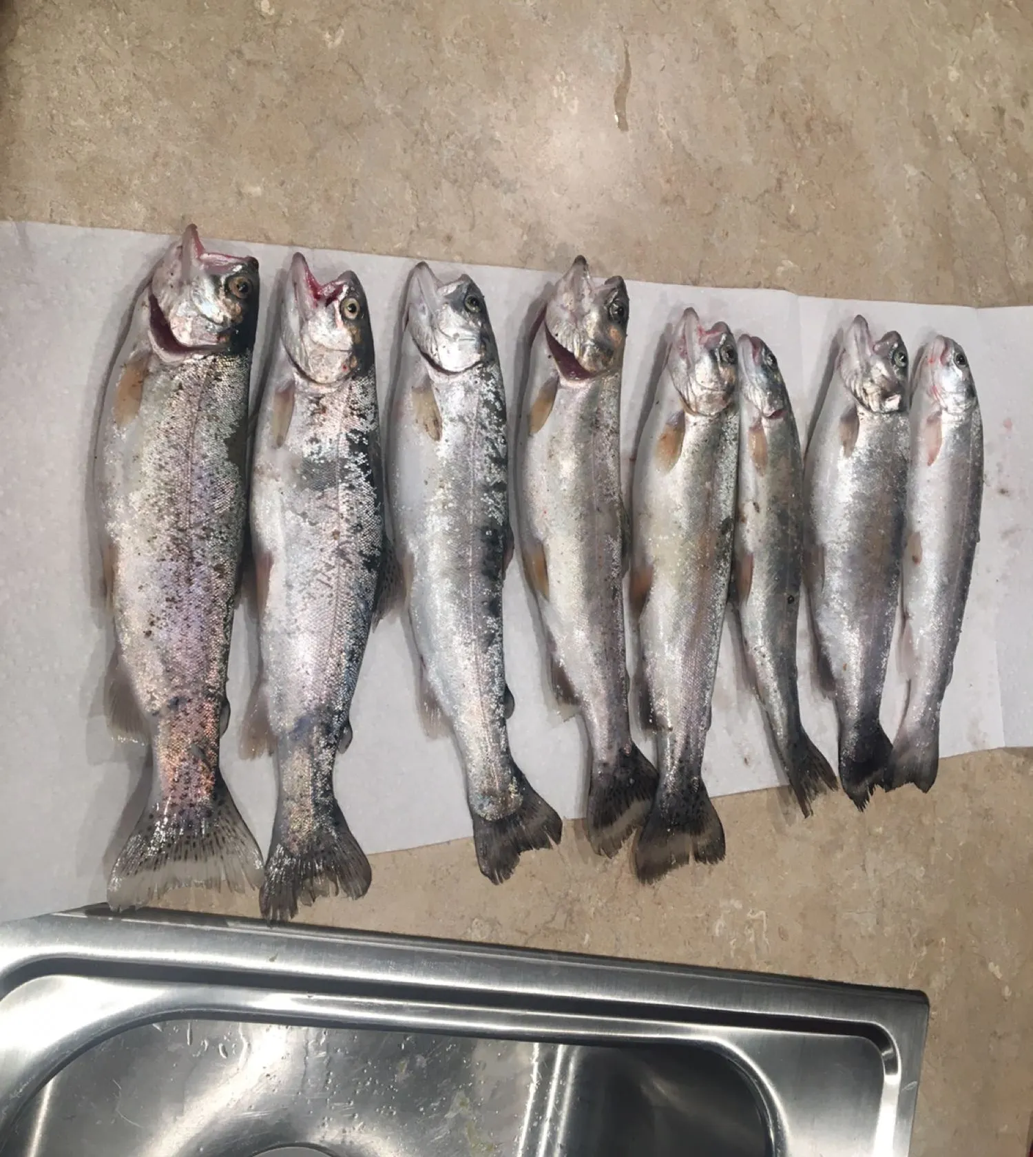 recently logged catches