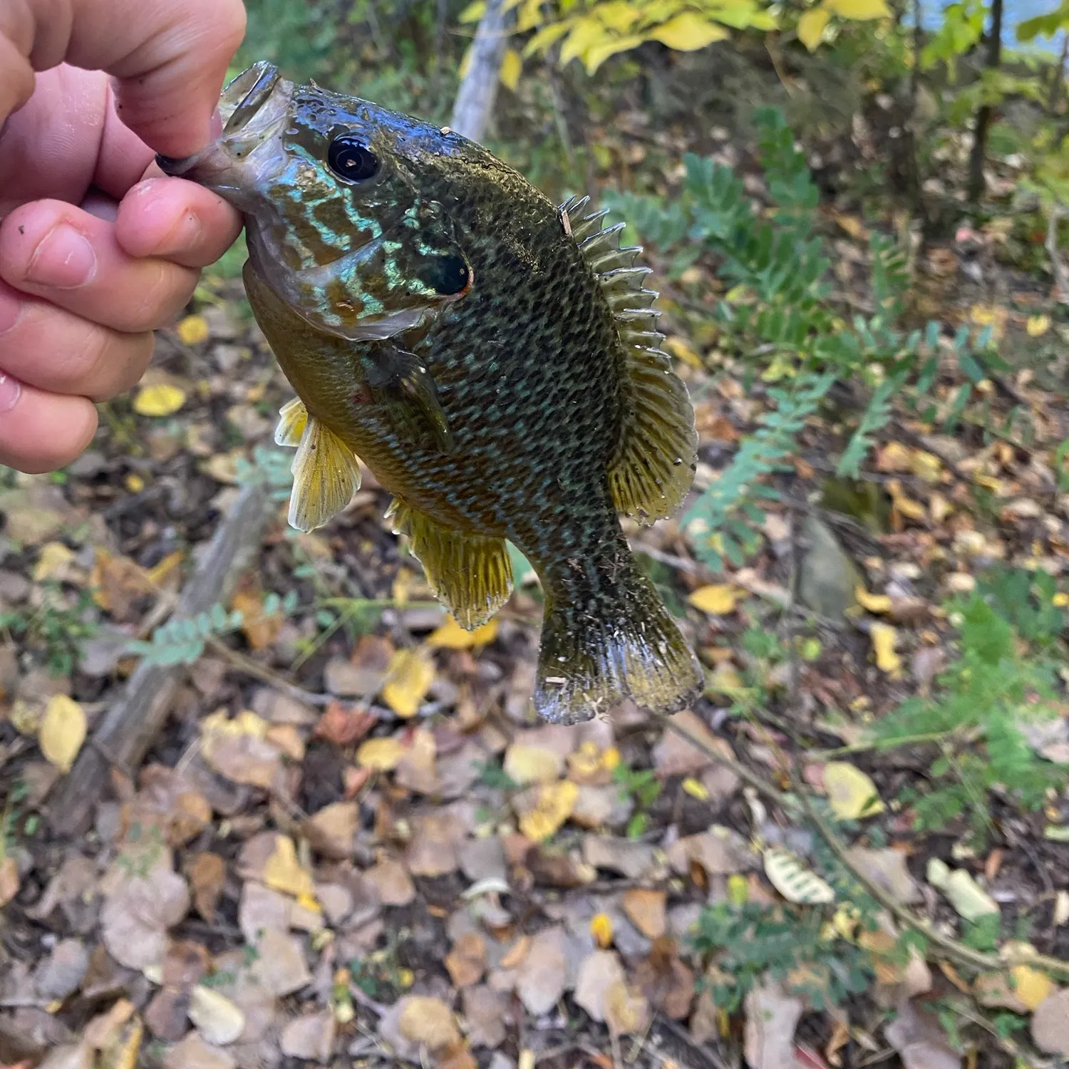 Greengill hybrid caught on Fishbrain