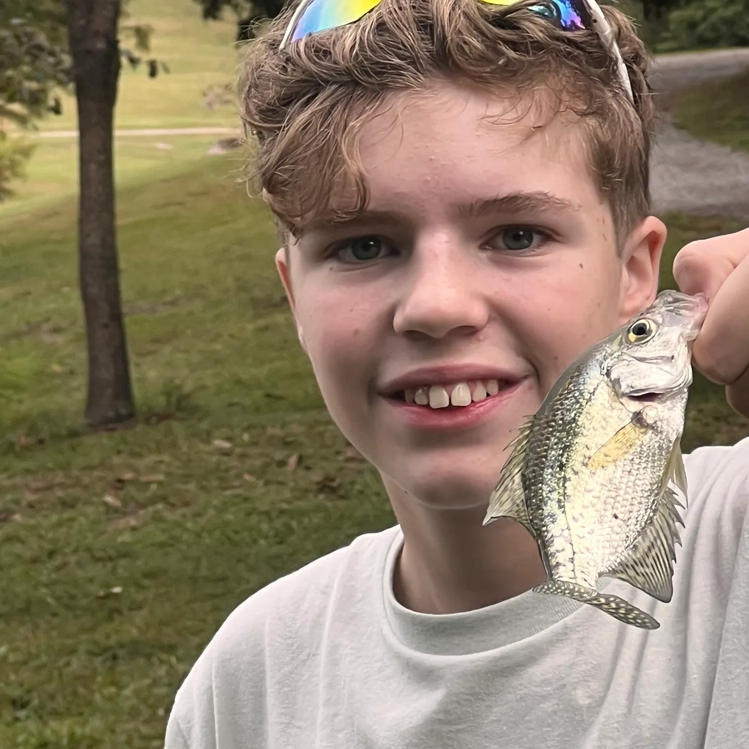 White crappie caught on Fishbrain