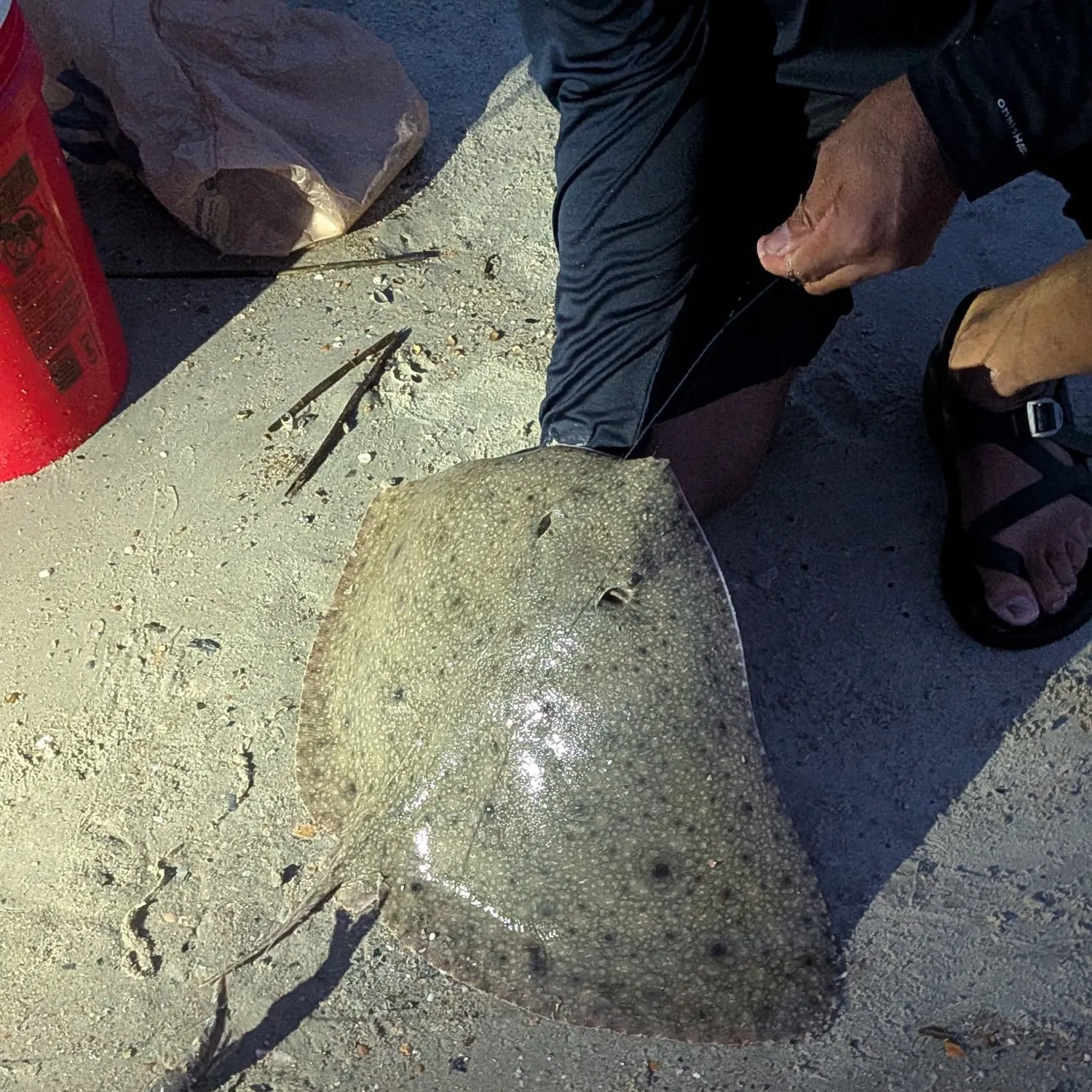 The most recent Lessa’s butterfly ray catches on Fishbrain