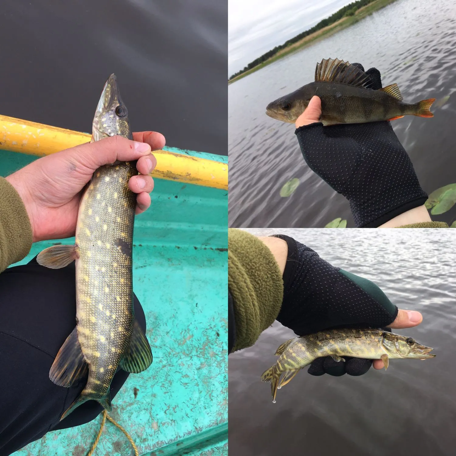 recently logged catches