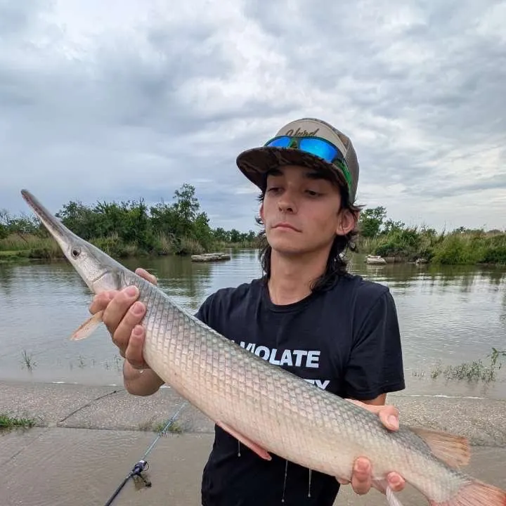 The most recent Alligator gar catches on Fishbrain