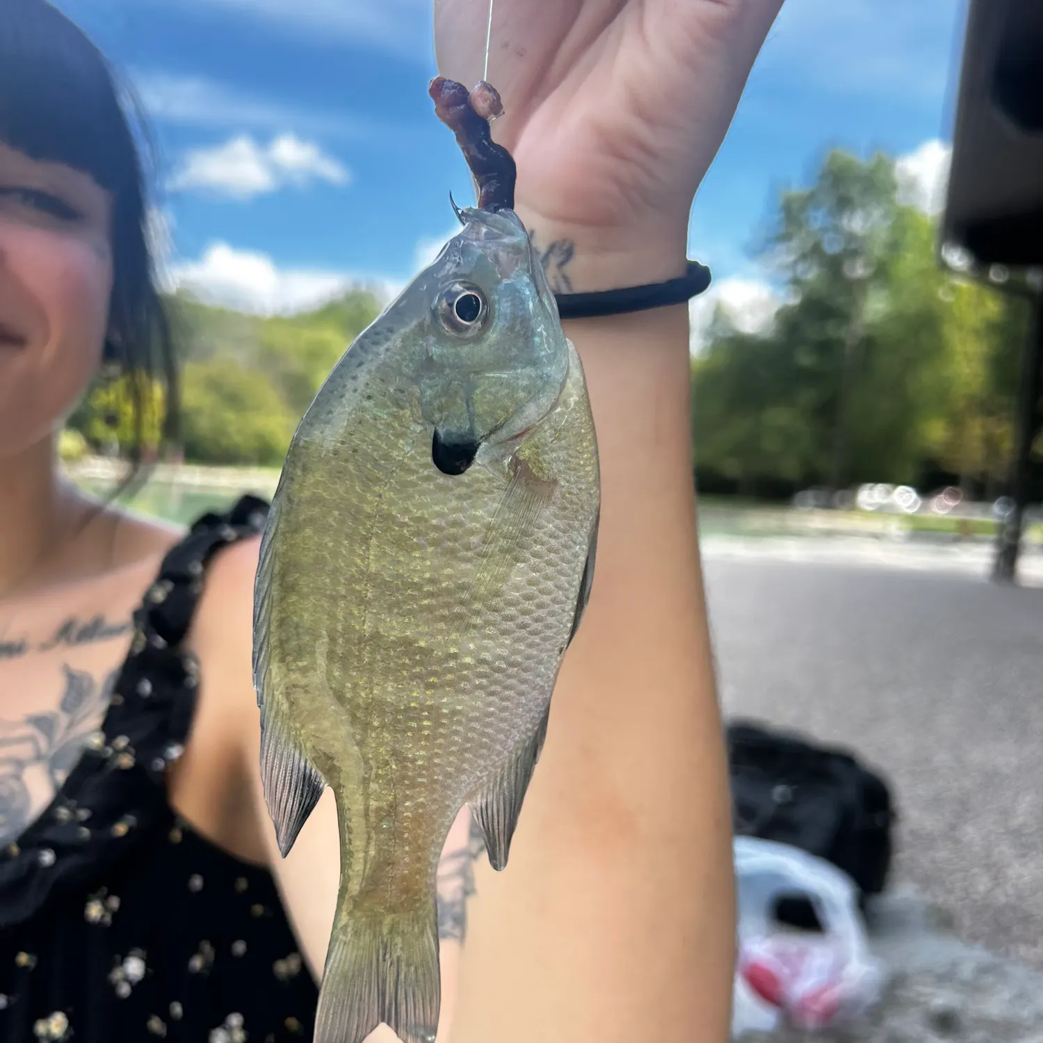 Bluegill caught on Fishbrain