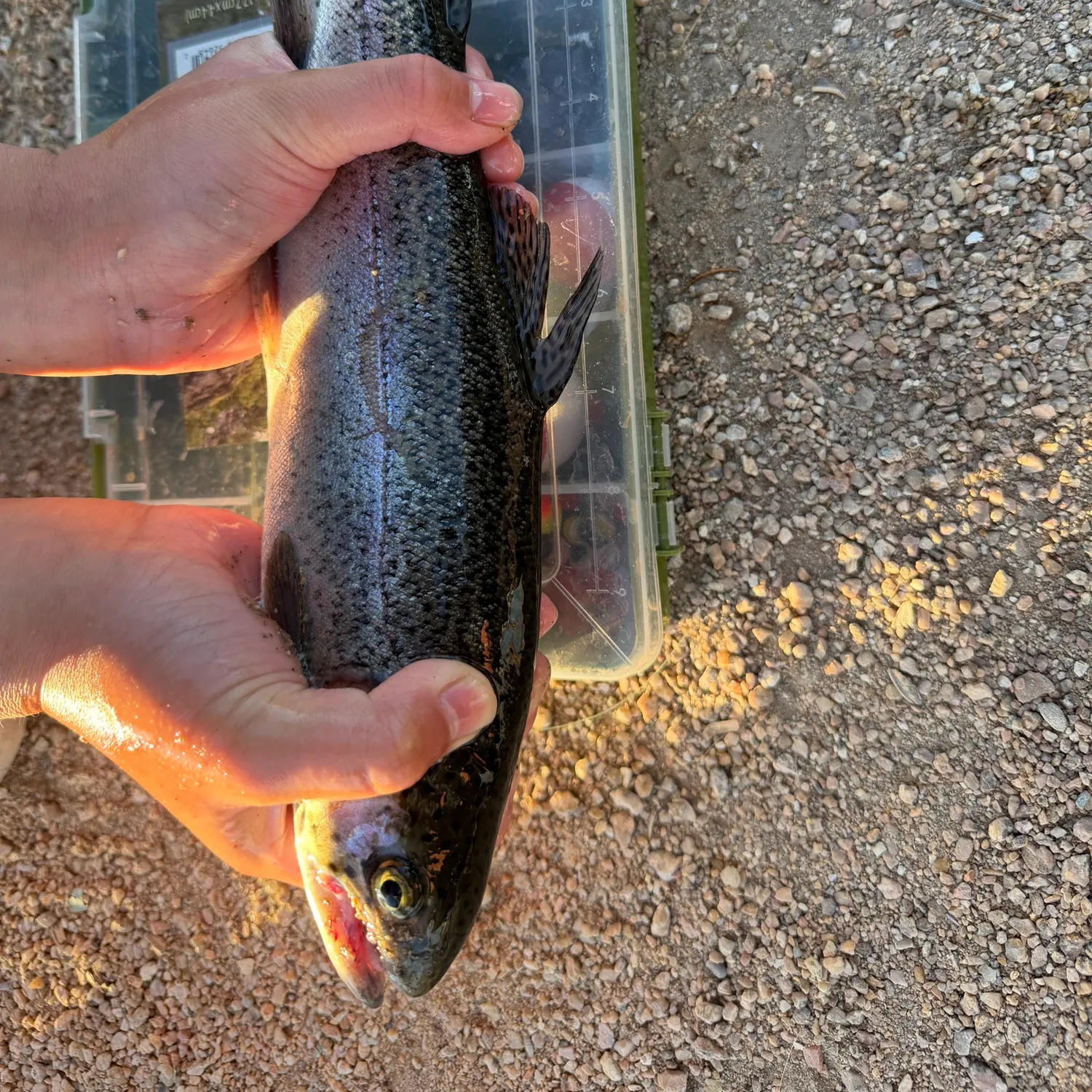 The most recent Rainbow trout catches on Fishbrain