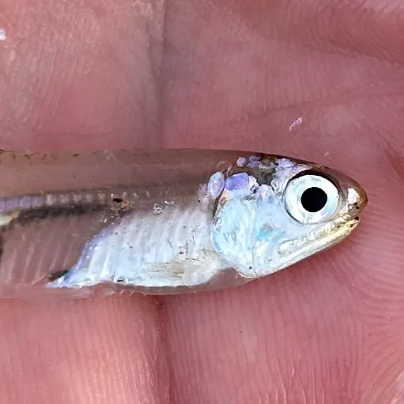 The most popular recent Bay anchovy catch on Fishbrain