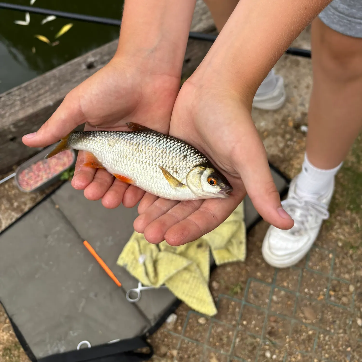 Common roach caught on Fishbrain