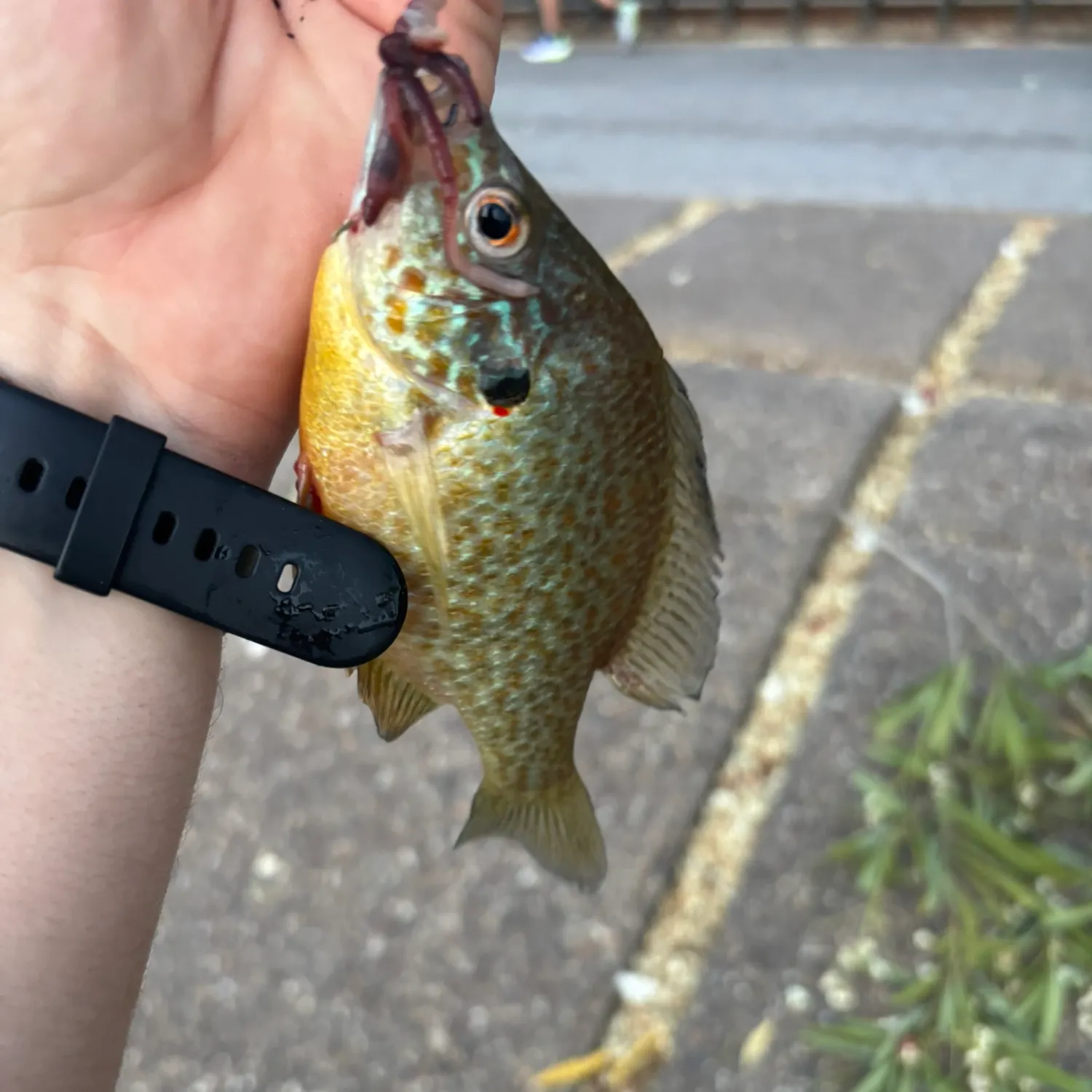 catch