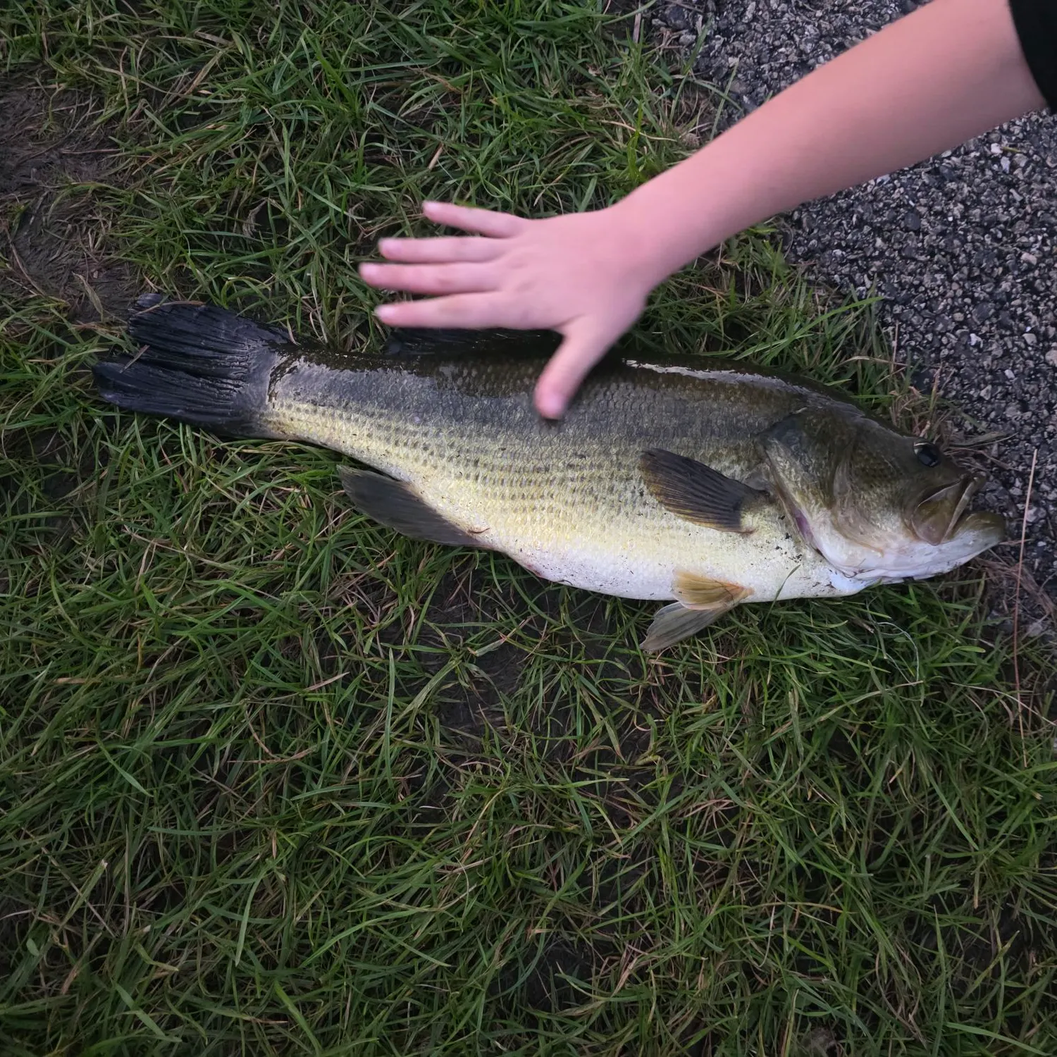 Largemouth bass caught on Fishbrain