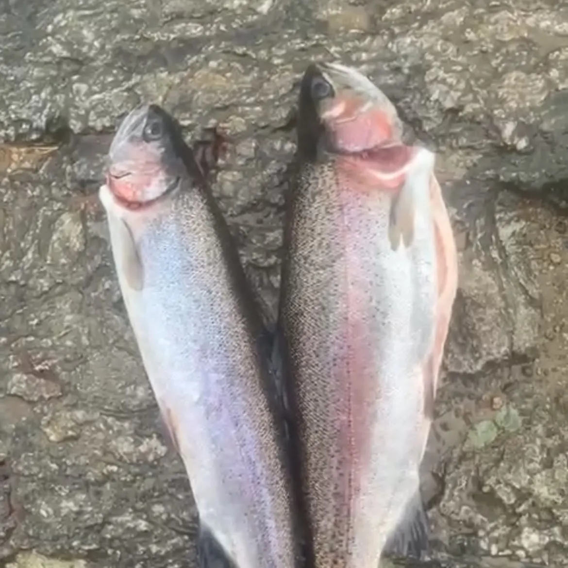 Rainbow trout caught on Fishbrain