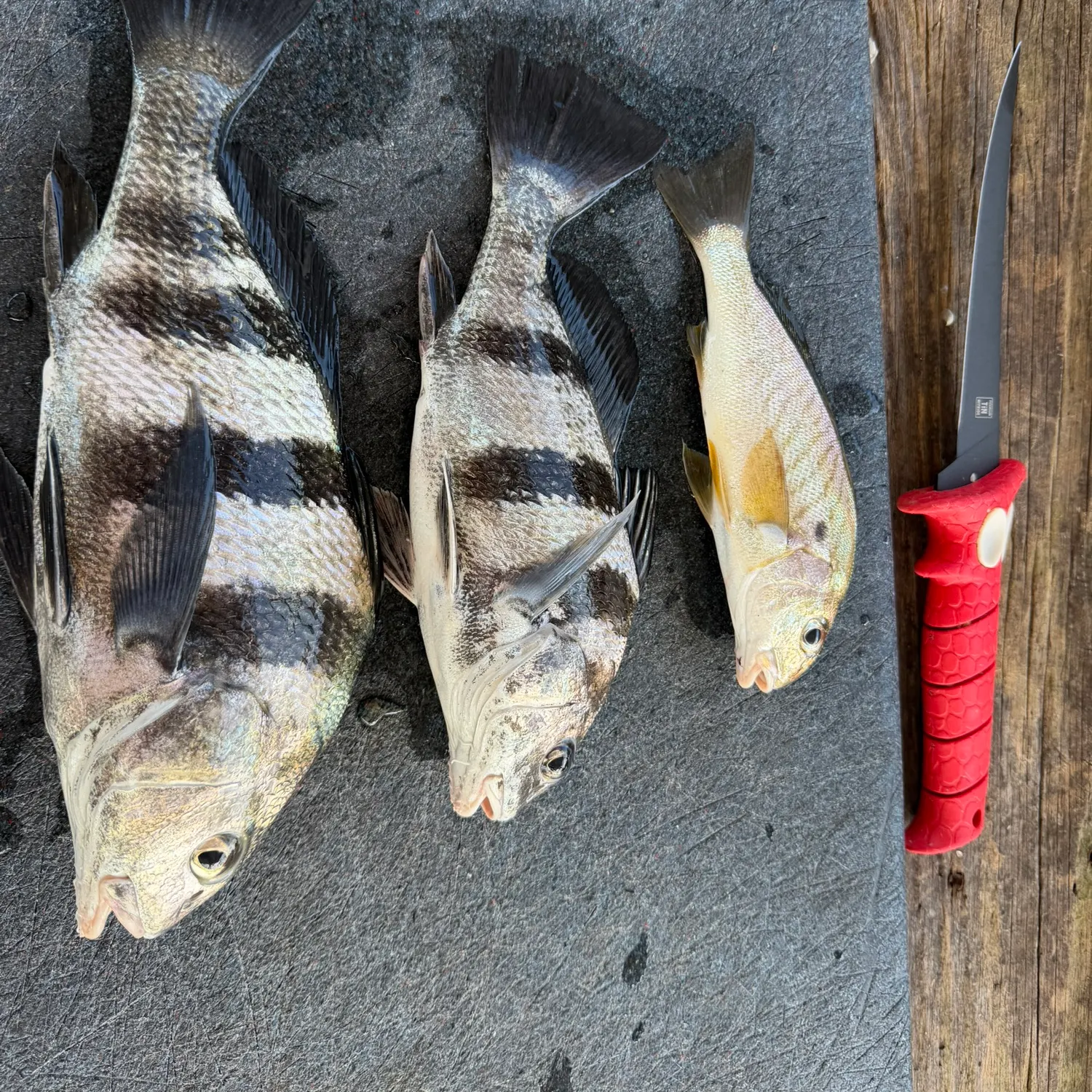 The most recent Sheepshead catches on Fishbrain