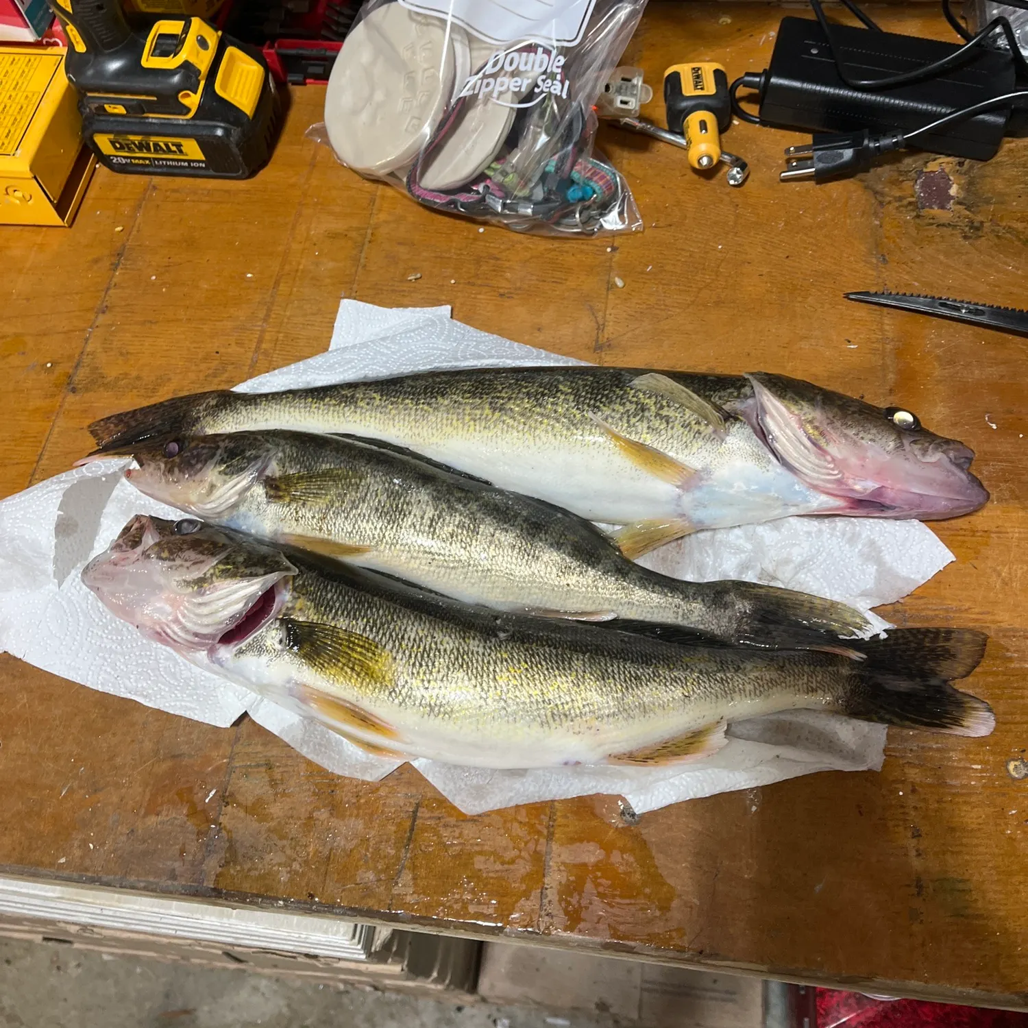 recently logged catches
