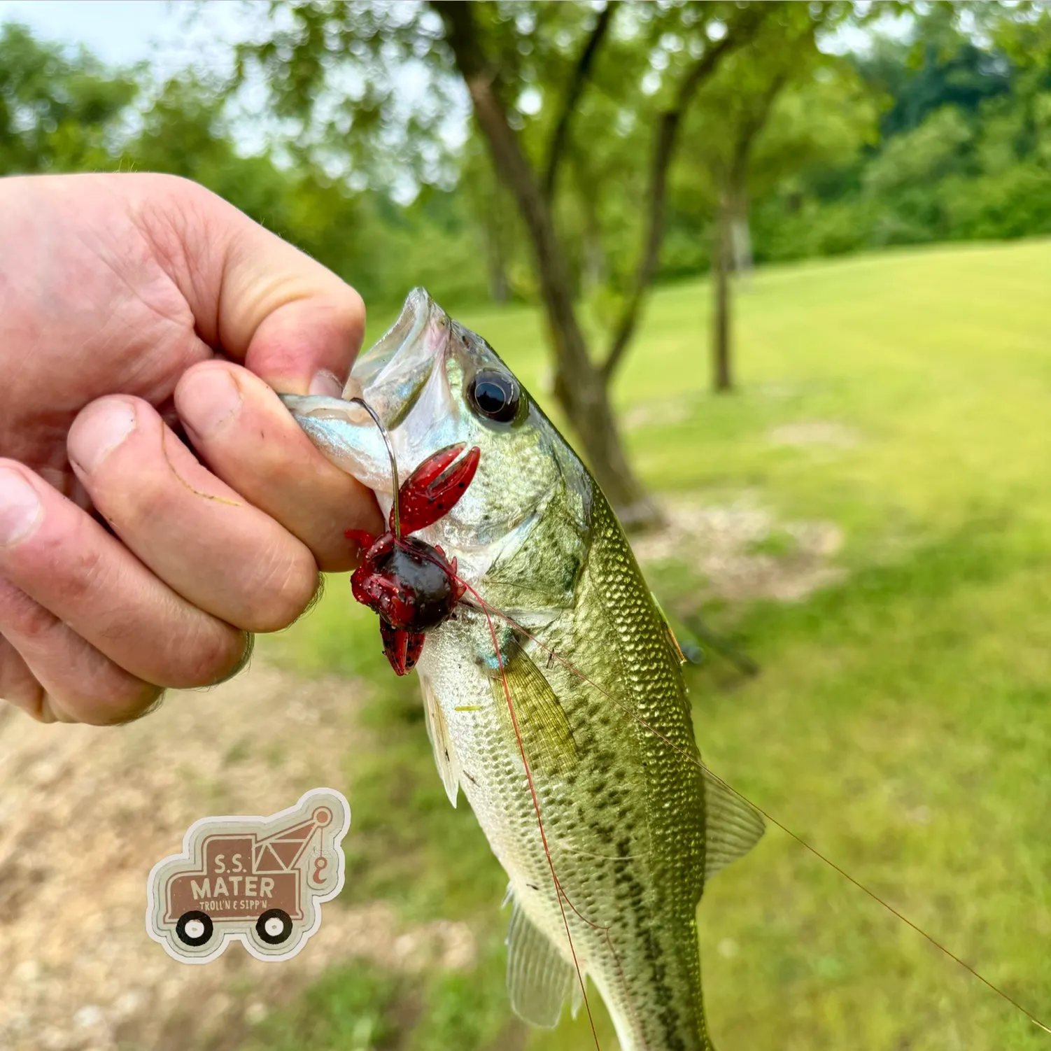 Largemouth bass caught on Fishbrain
