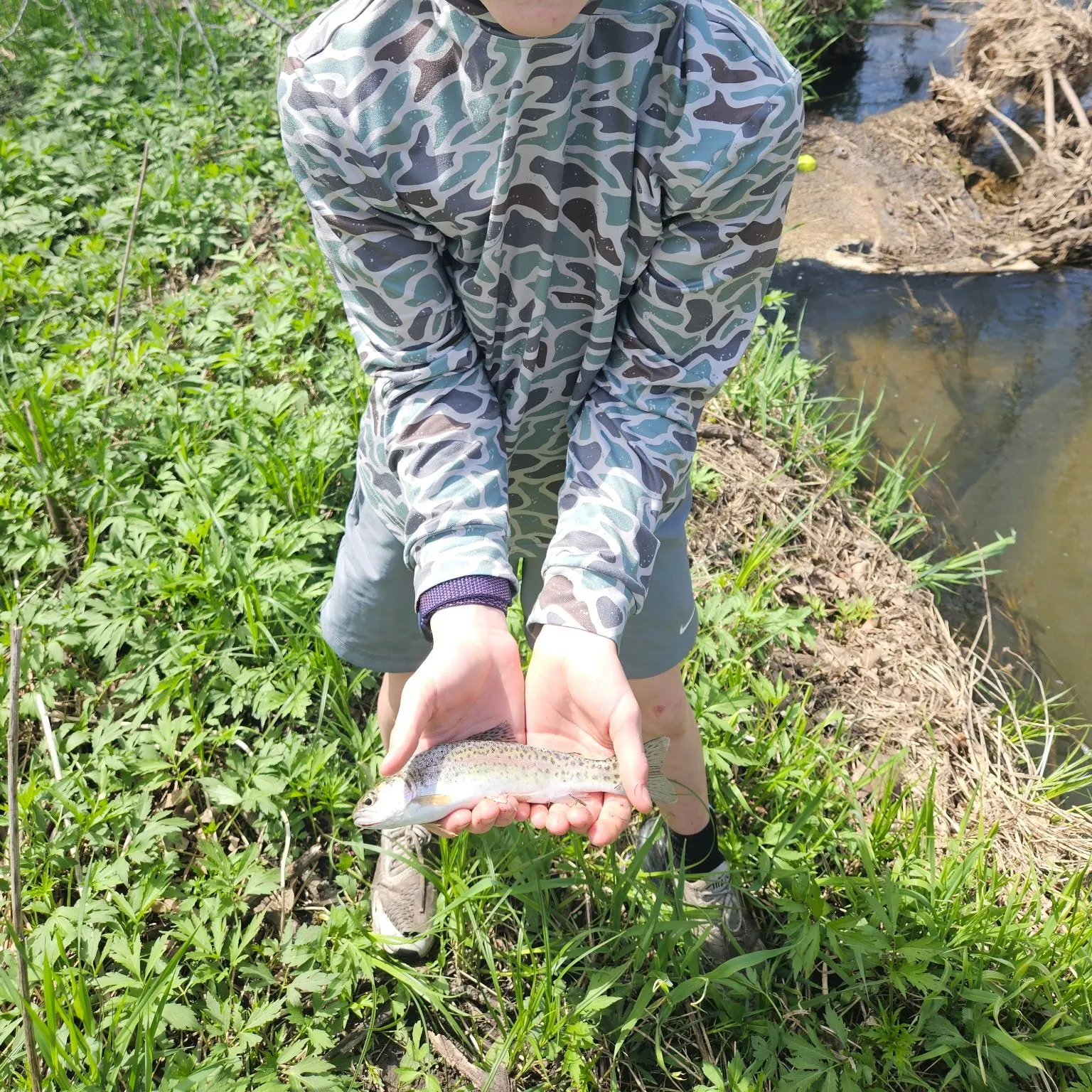 Rainbow trout caught on Fishbrain