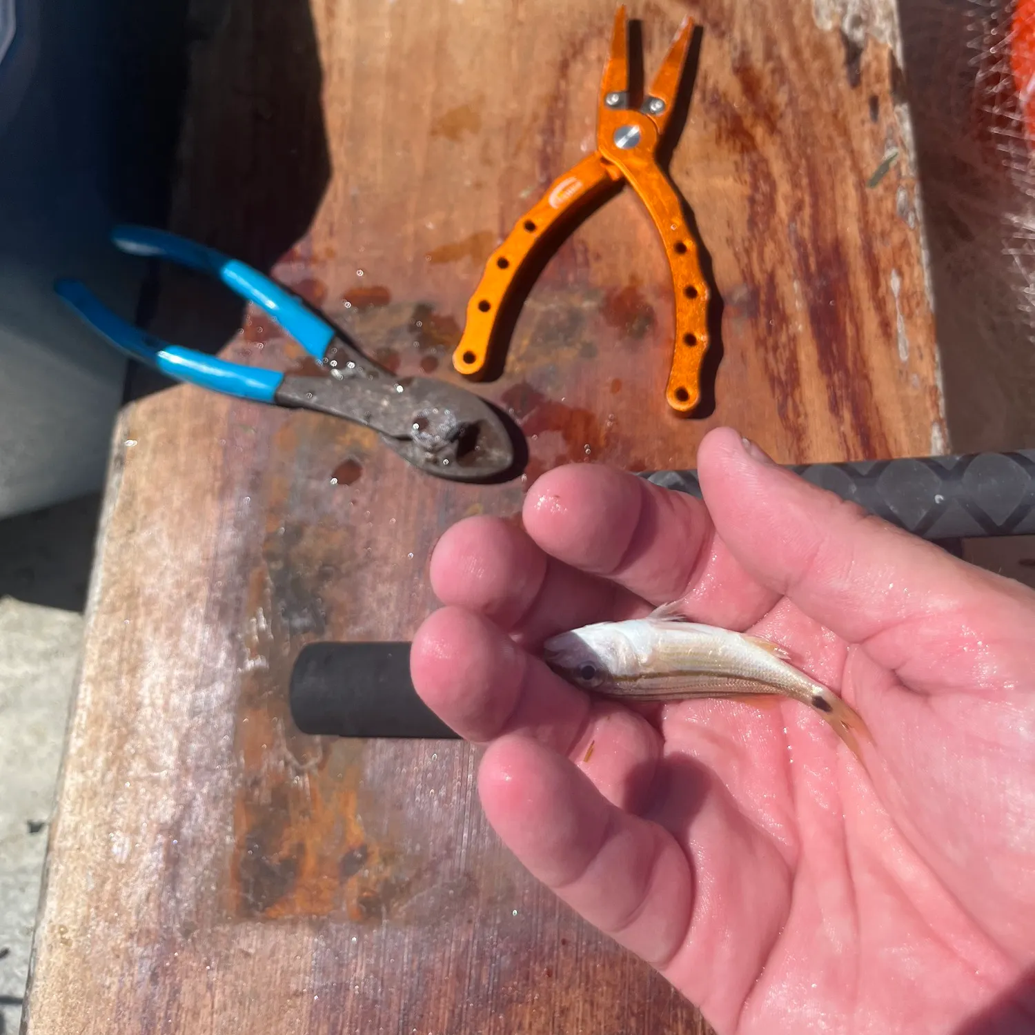 Fish caught on Fishbrain