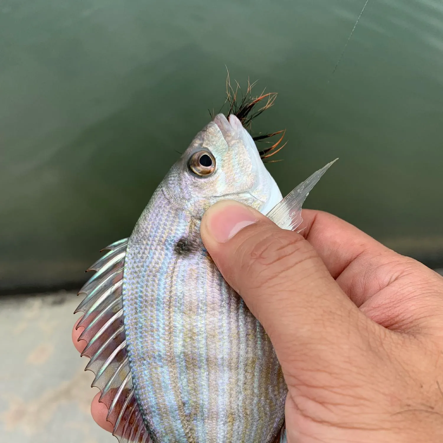 angler catch