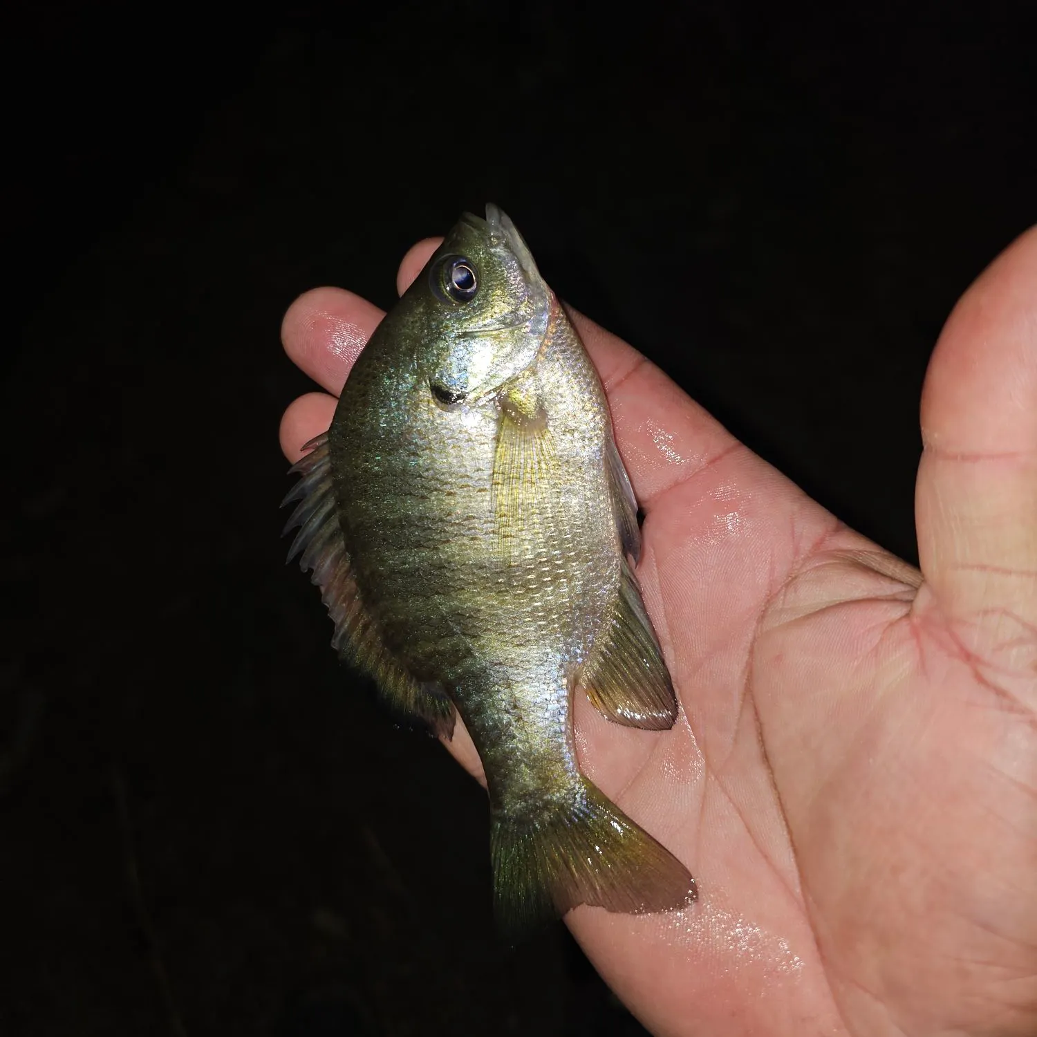Bluegill caught on Fishbrain
