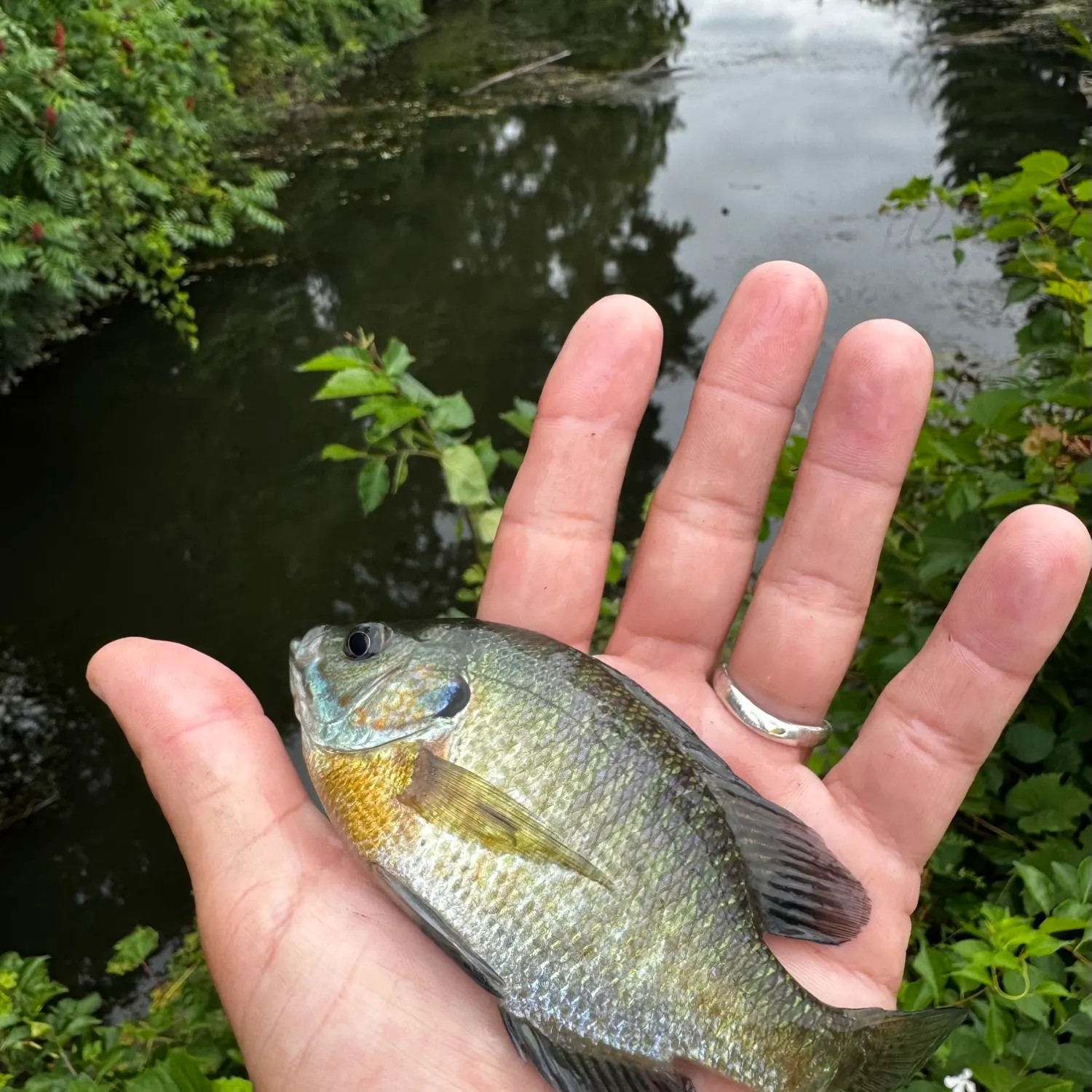 Bluegill caught on Fishbrain