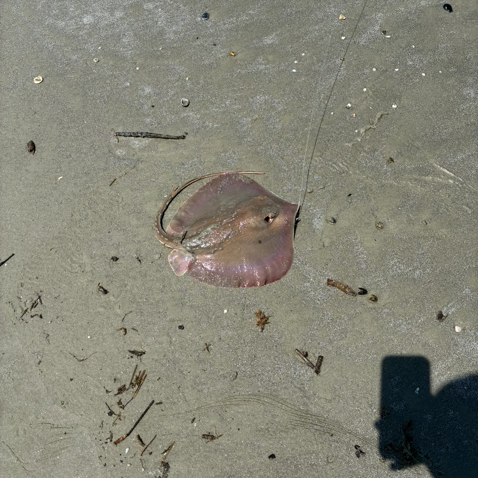 The most recent Atlantic stingray catches on Fishbrain