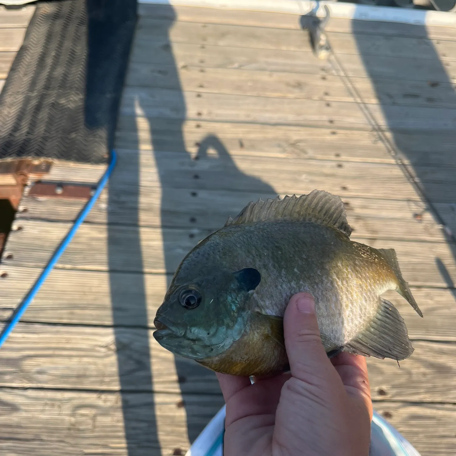 Bluegill caught on Fishbrain