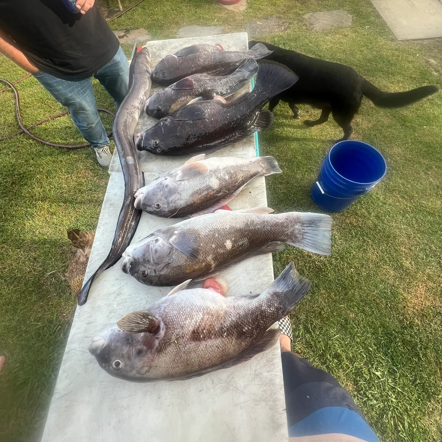 The most recent Tautog catches on Fishbrain