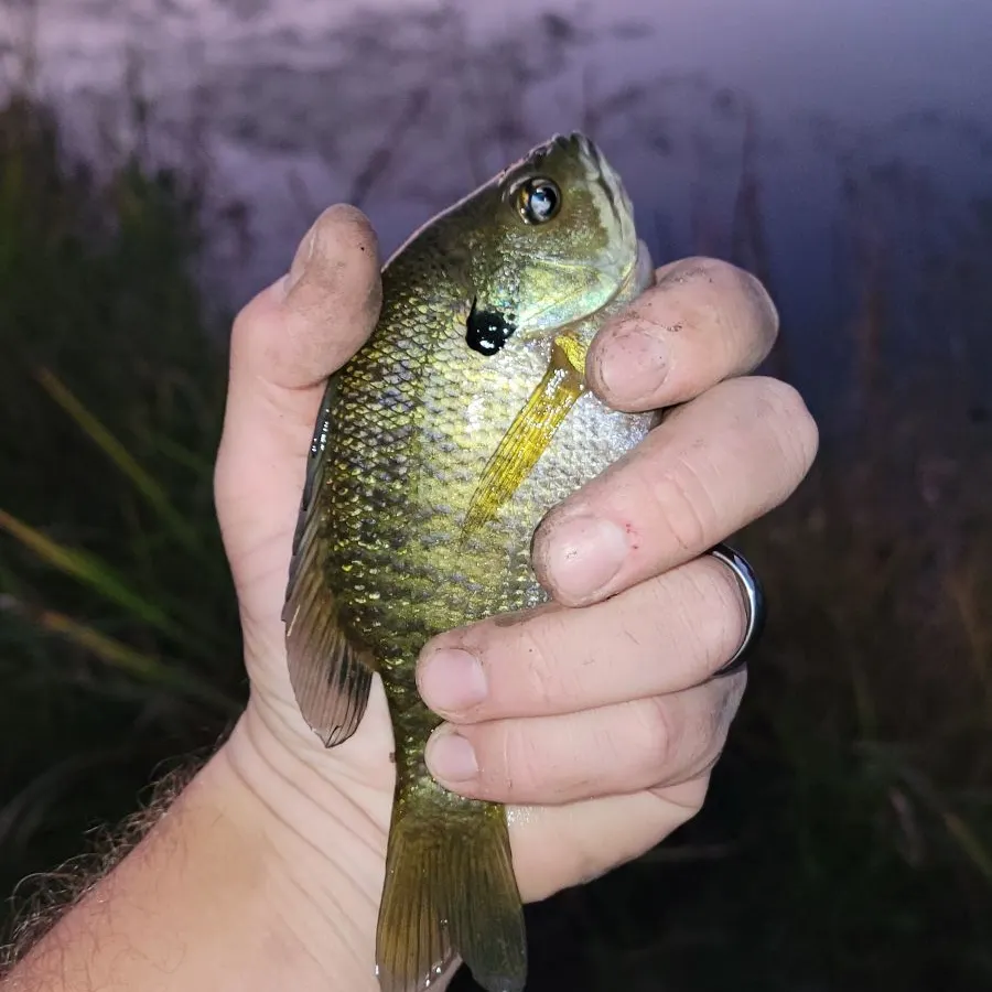 Bluegill caught on Fishbrain