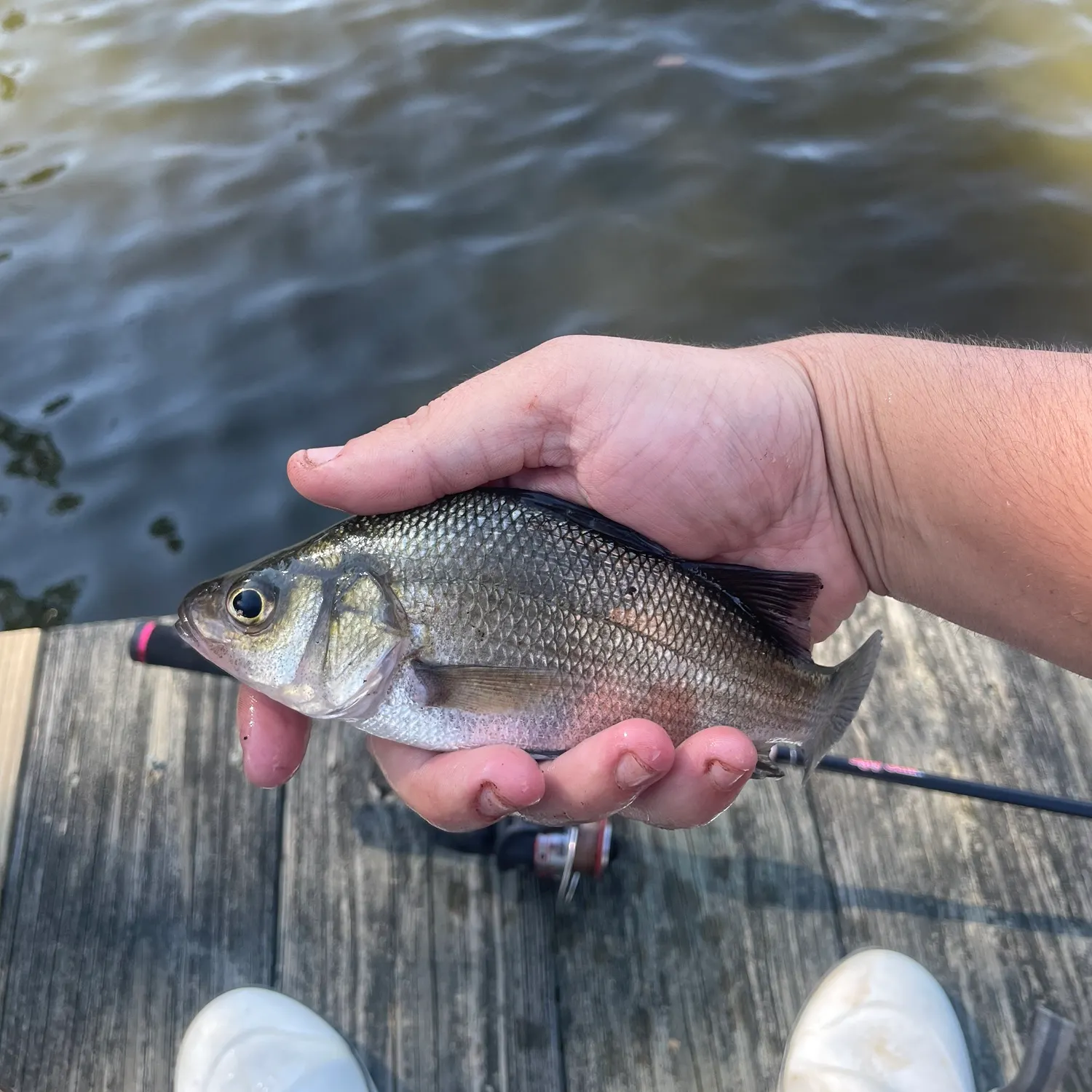 White perch caught on Fishbrain