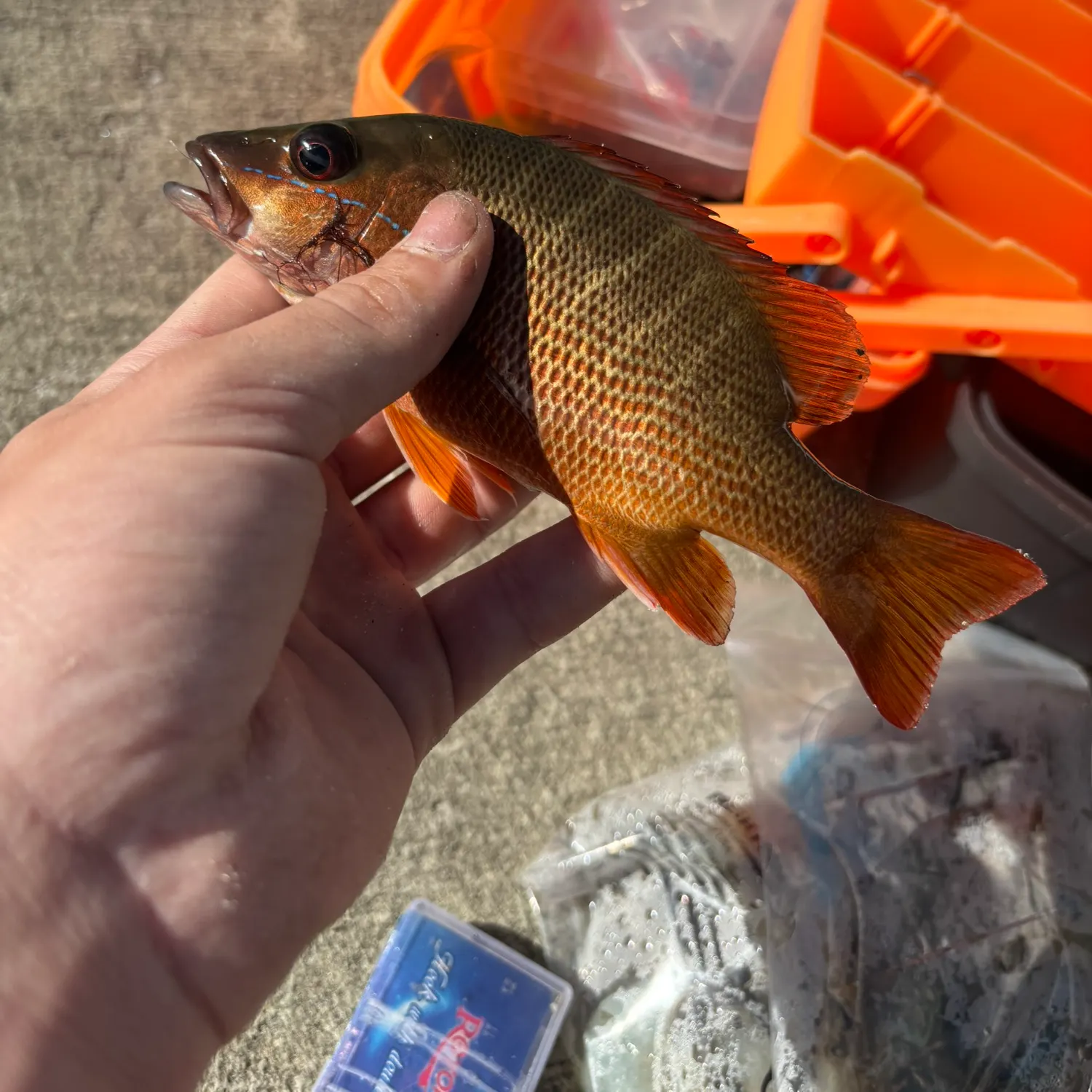 The most recent Schoolmaster snapper catches on Fishbrain