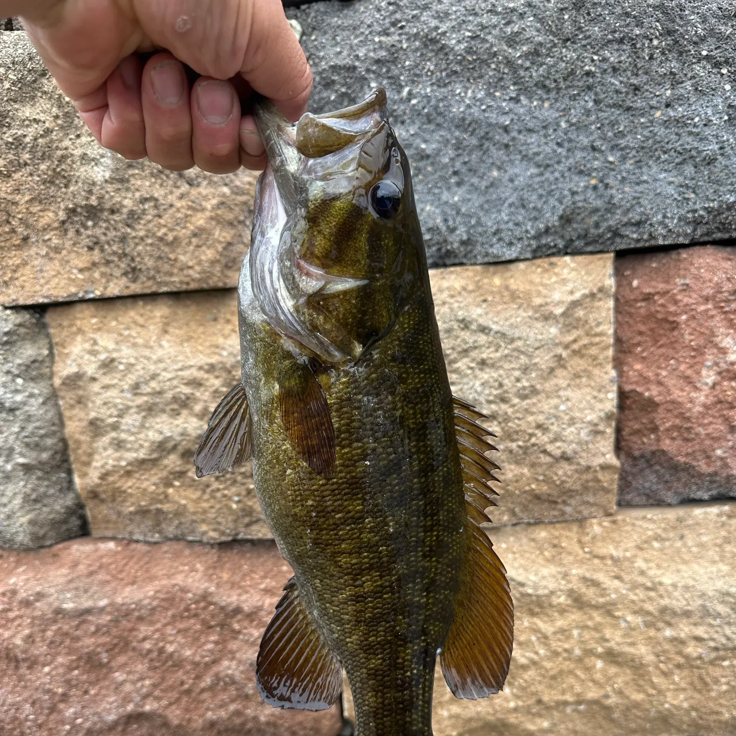 Smallmouth bass caught on Fishbrain