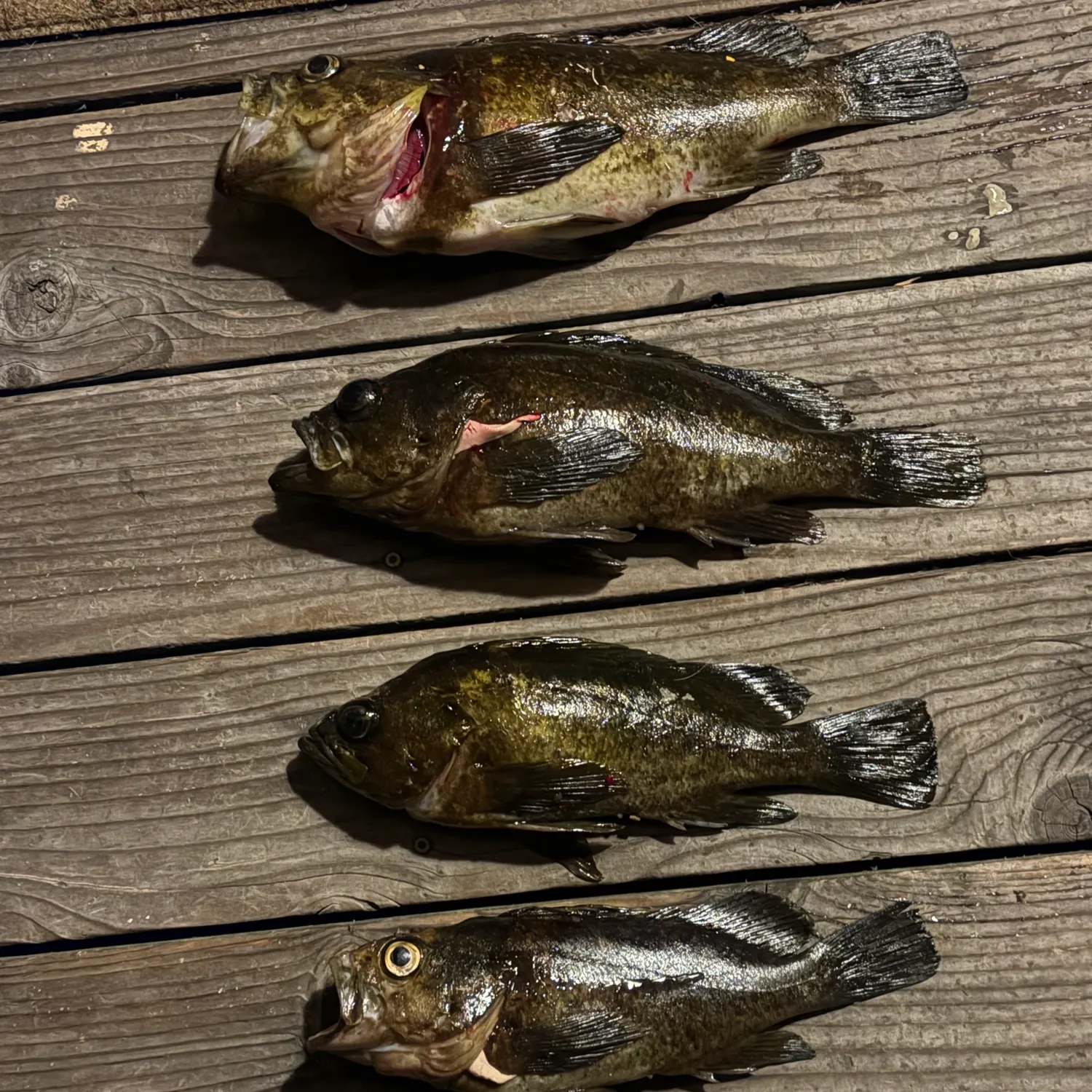 recently logged catches