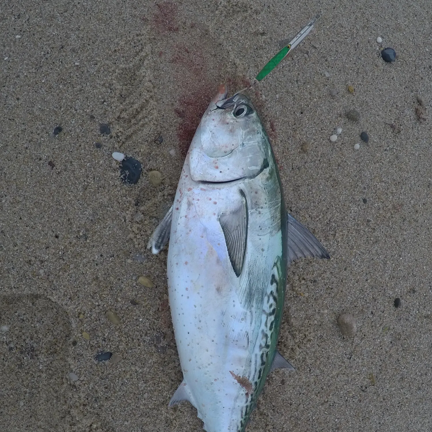 Little tunny caught on Fishbrain