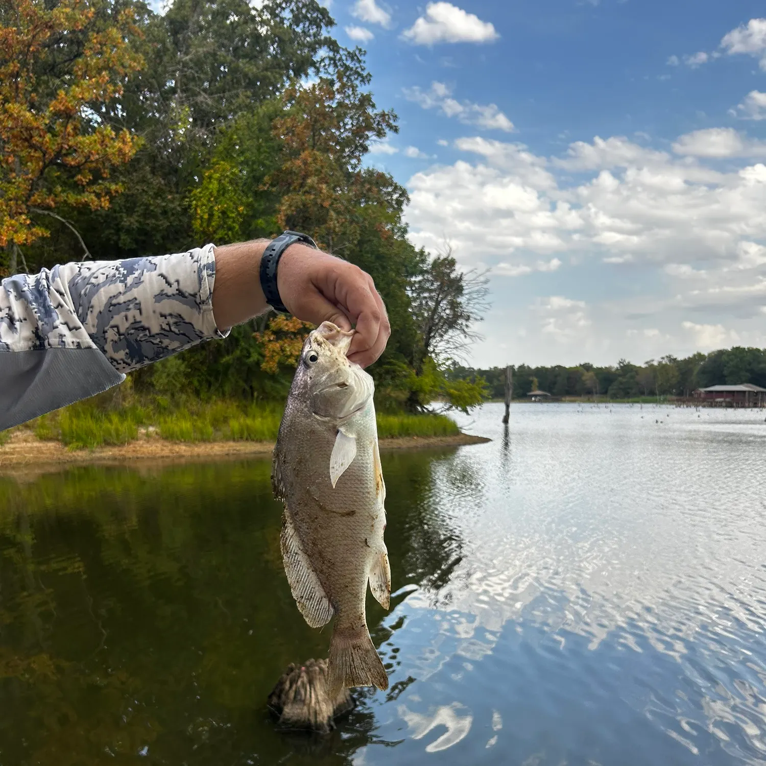 Freshwater drum caught on Fishbrain