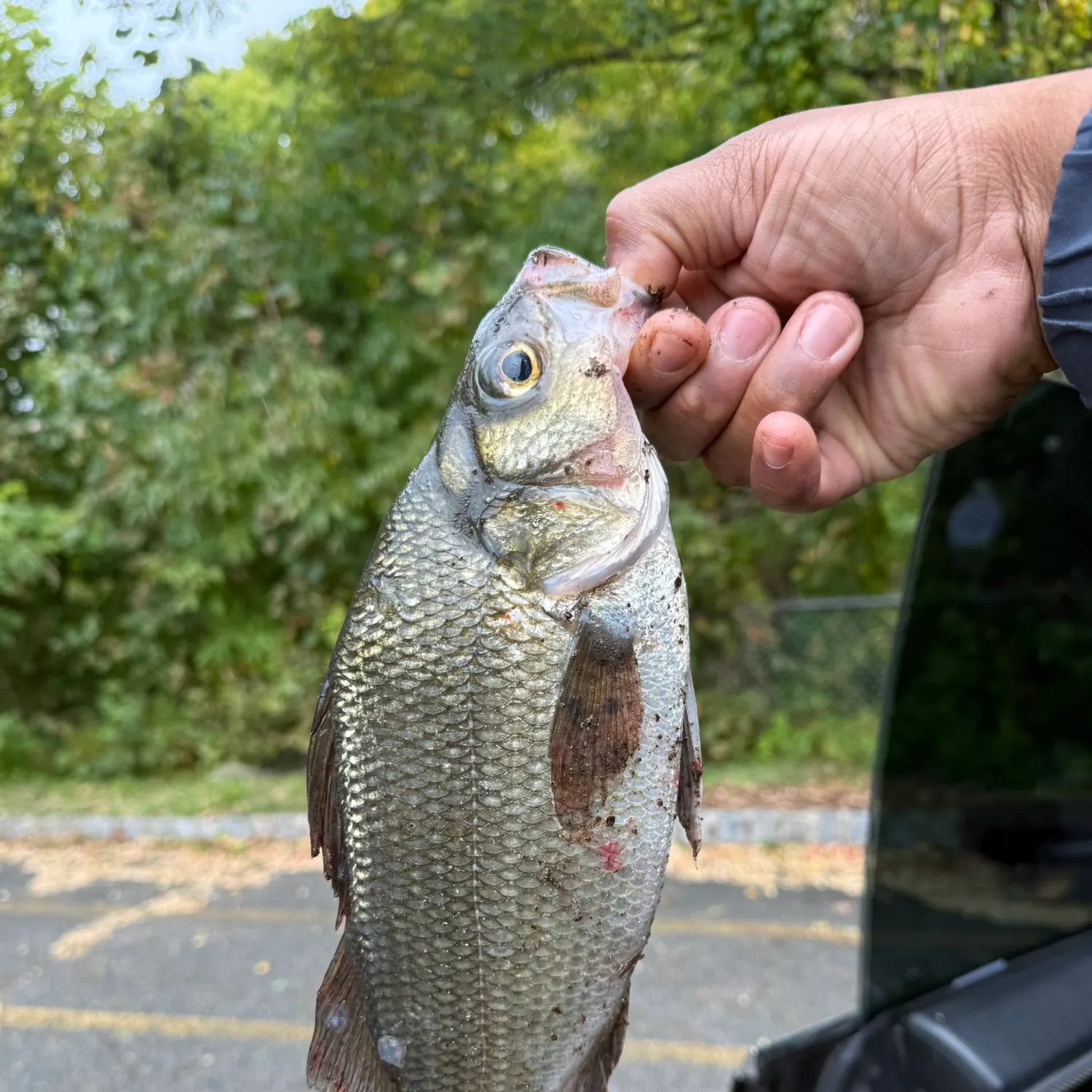 White perch caught on Fishbrain
