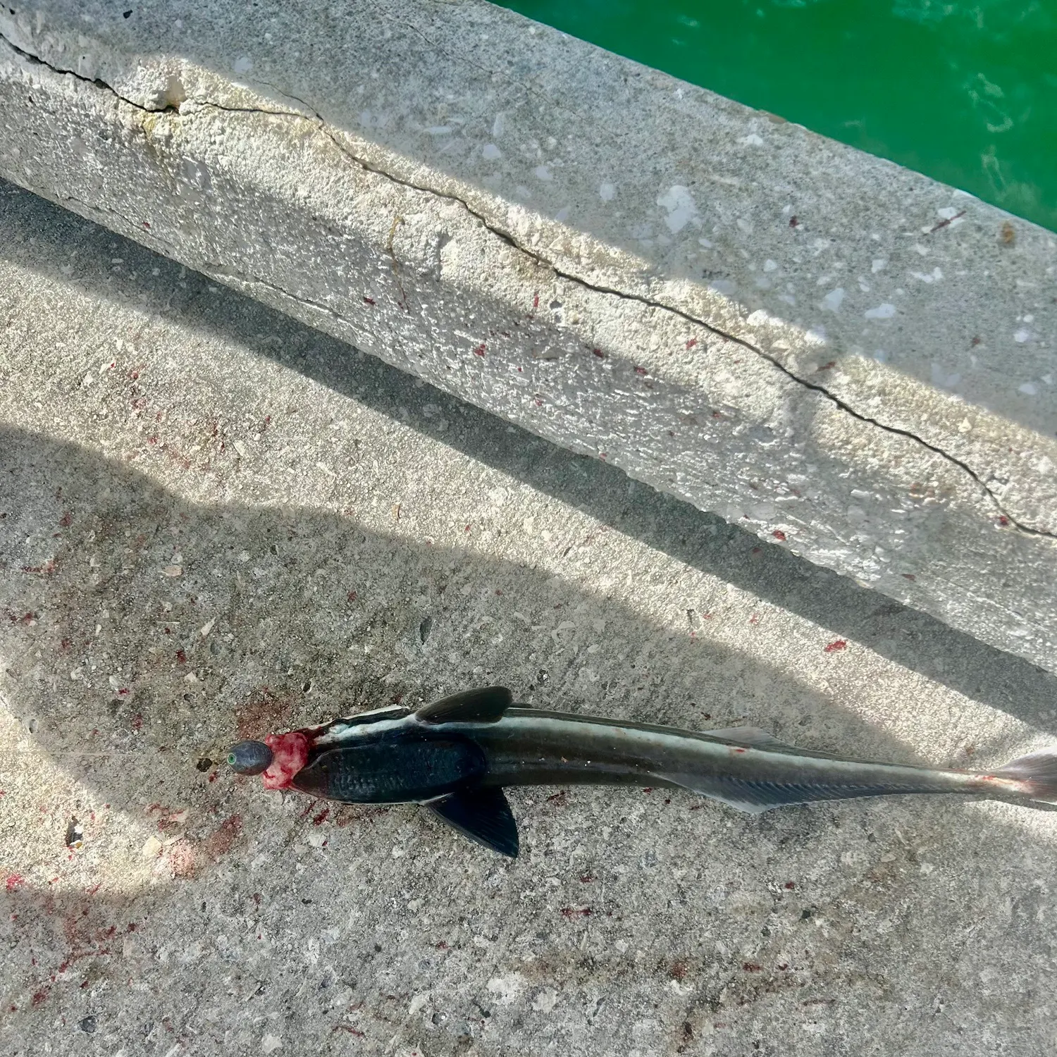 Live sharksucker caught on Fishbrain