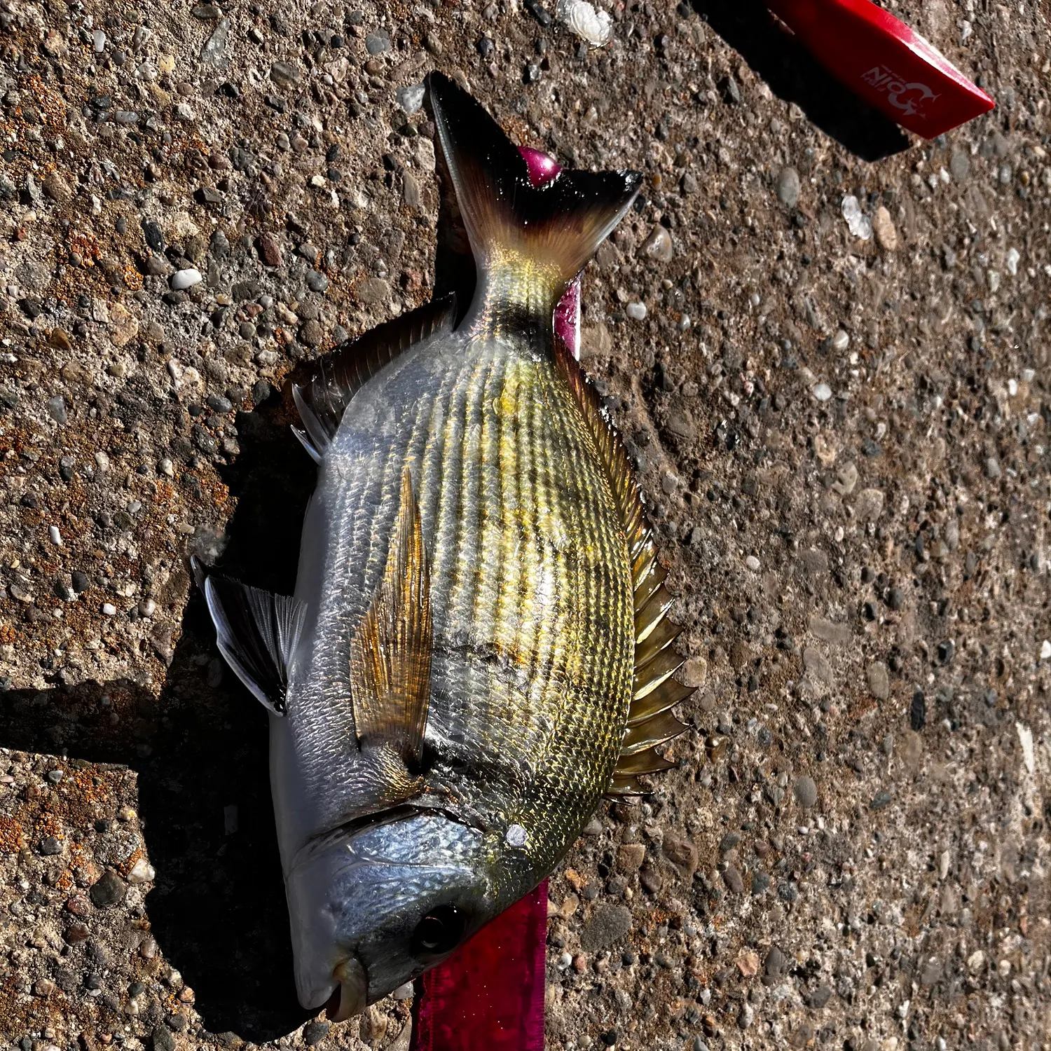 The most recent Black seabream catches on Fishbrain