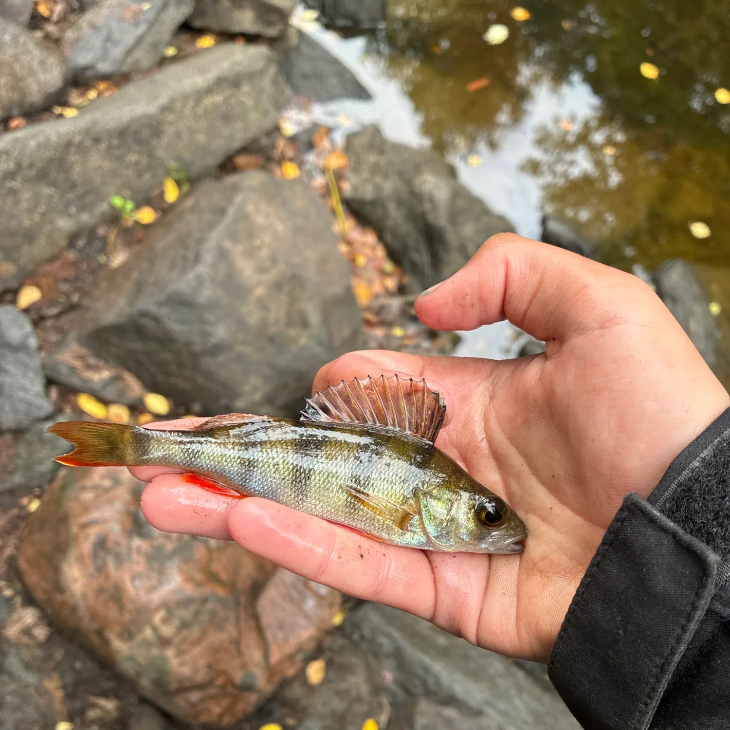 European perch caught on Fishbrain