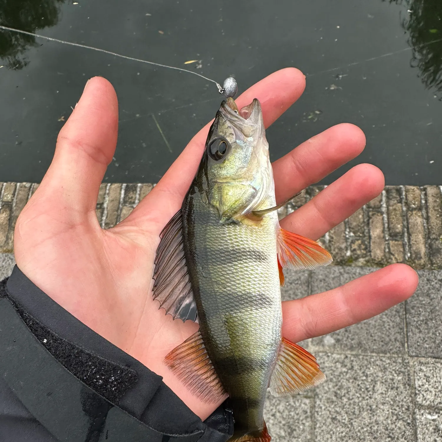 European perch caught on Fishbrain