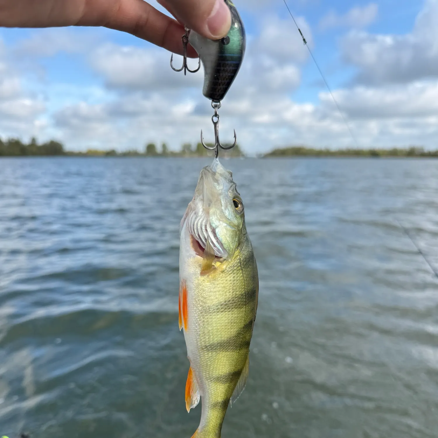 European perch caught on Fishbrain