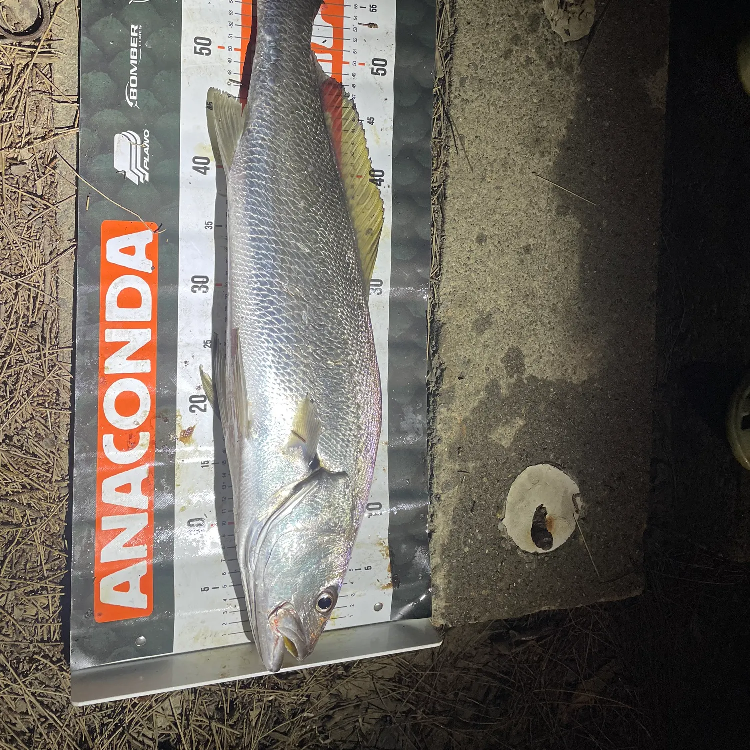 Japanese meagre caught on Fishbrain