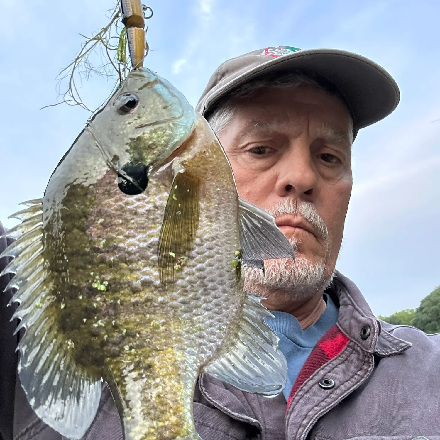 Bluegill caught on Fishbrain