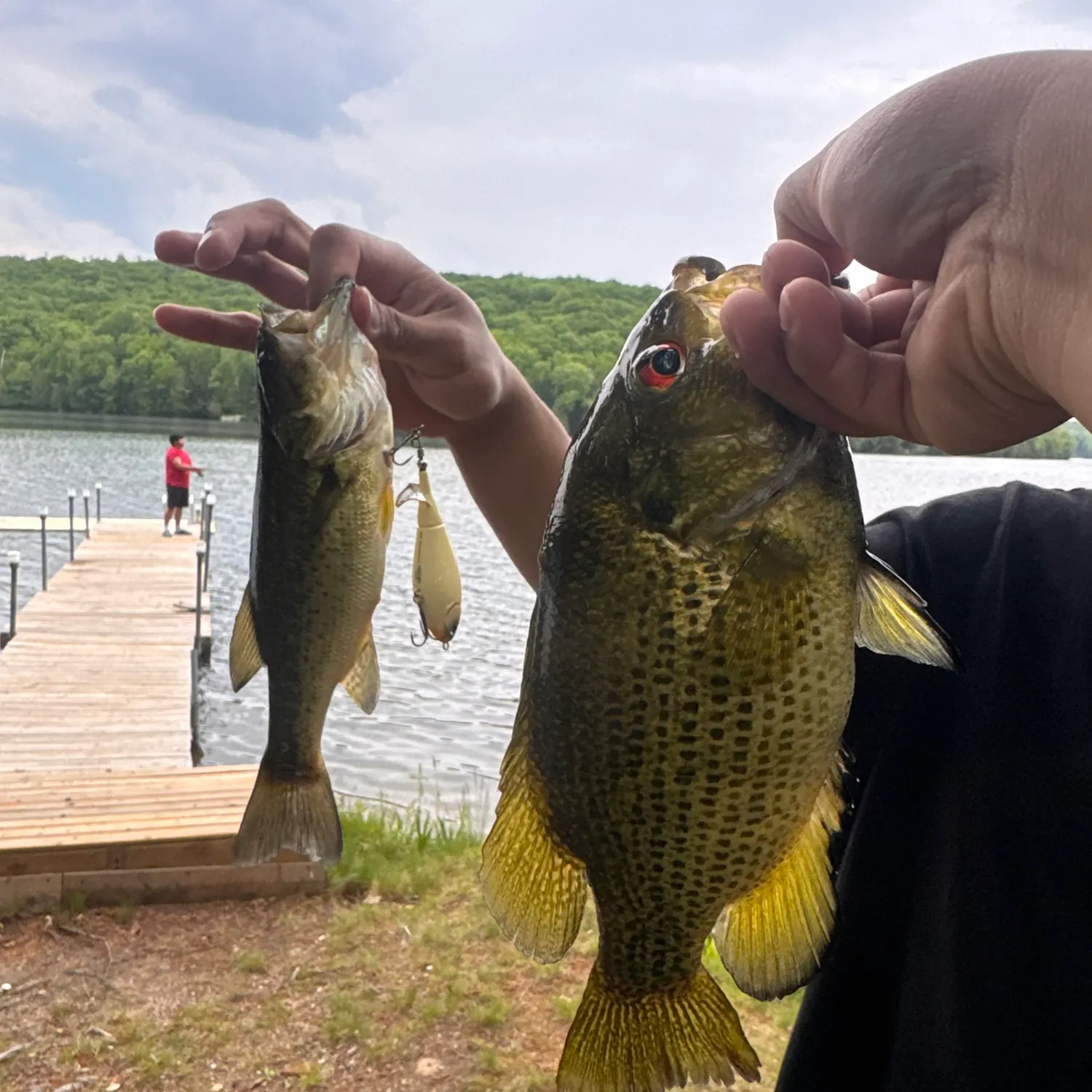 Rock bass caught on Fishbrain