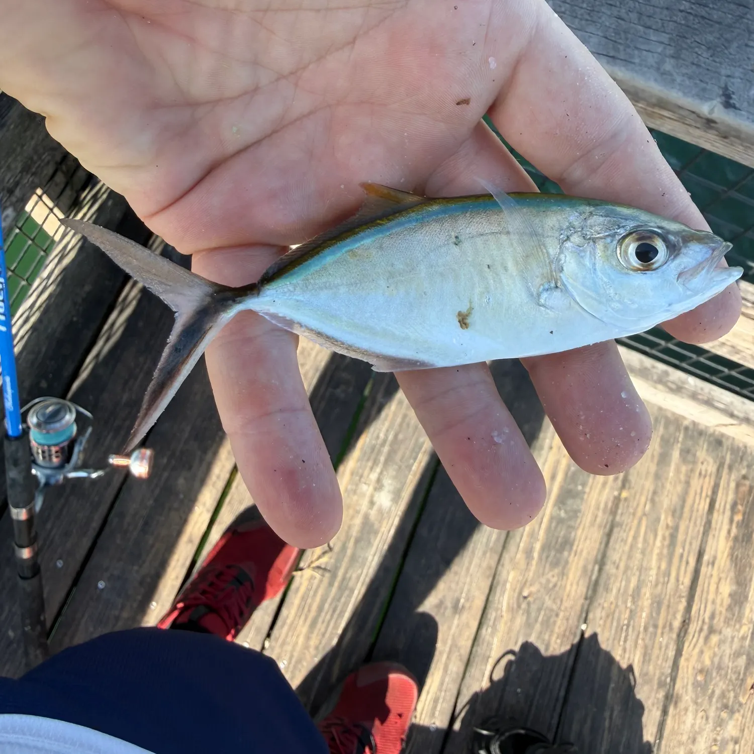 The most recent Bar jack catches on Fishbrain