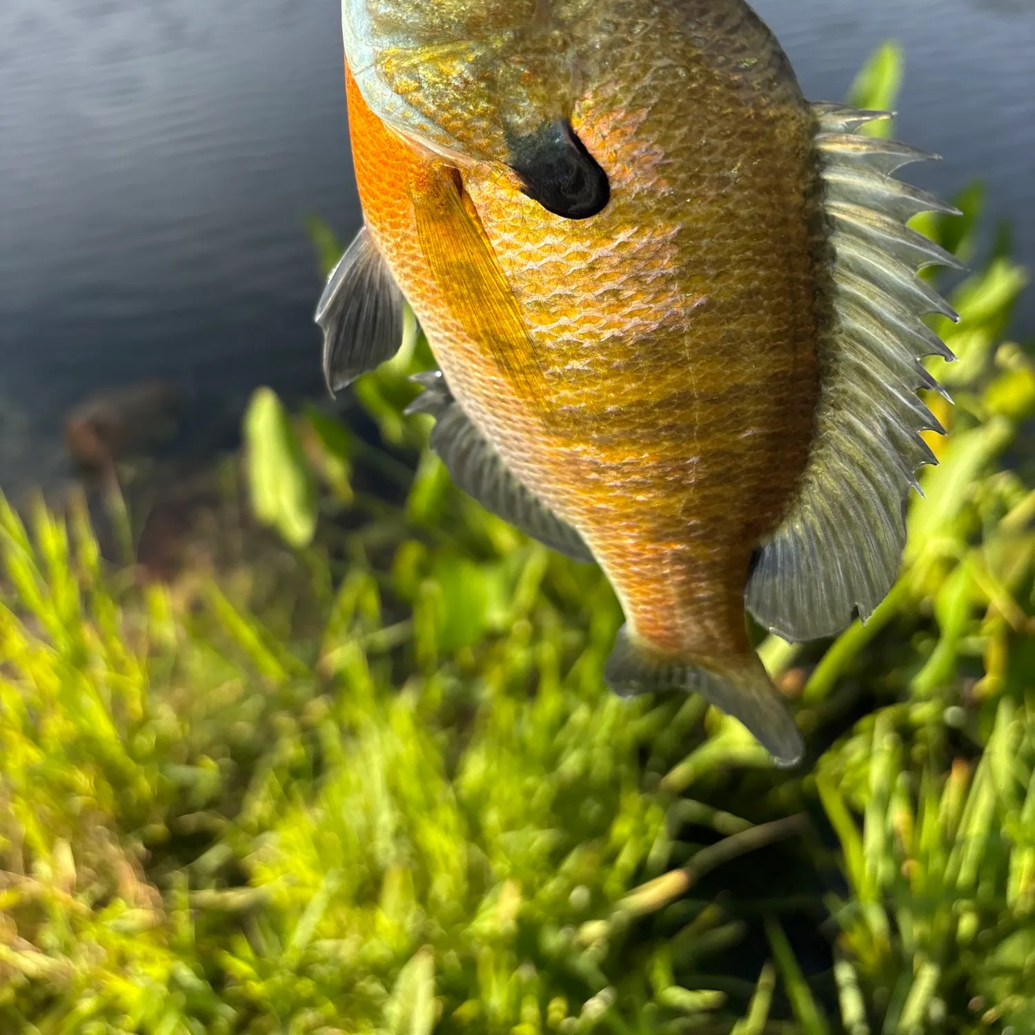 Bluegill caught on Fishbrain