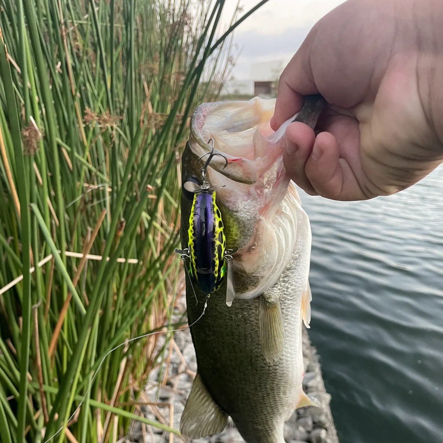 Largemouth bass caught on Fishbrain