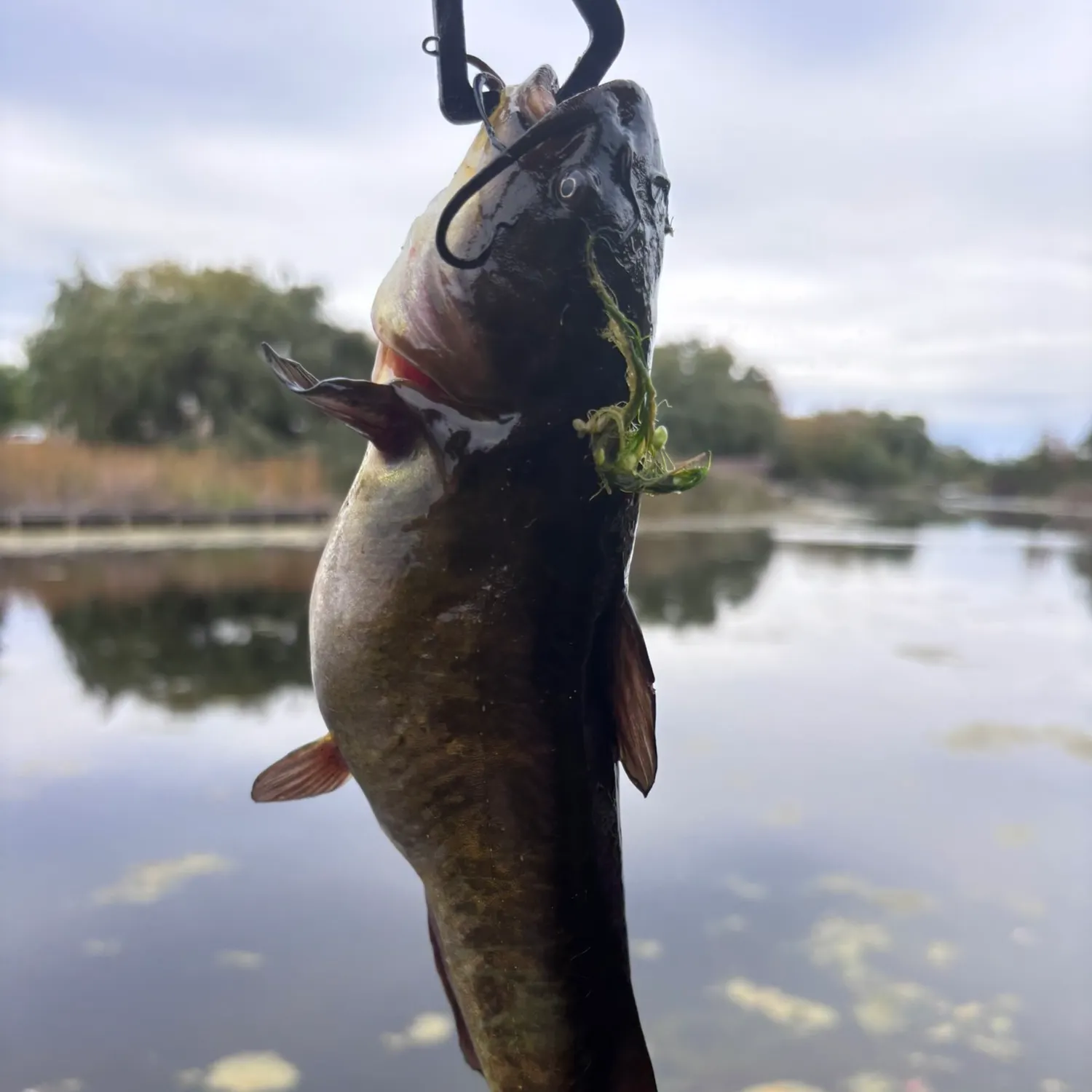 Black bullhead caught on Fishbrain