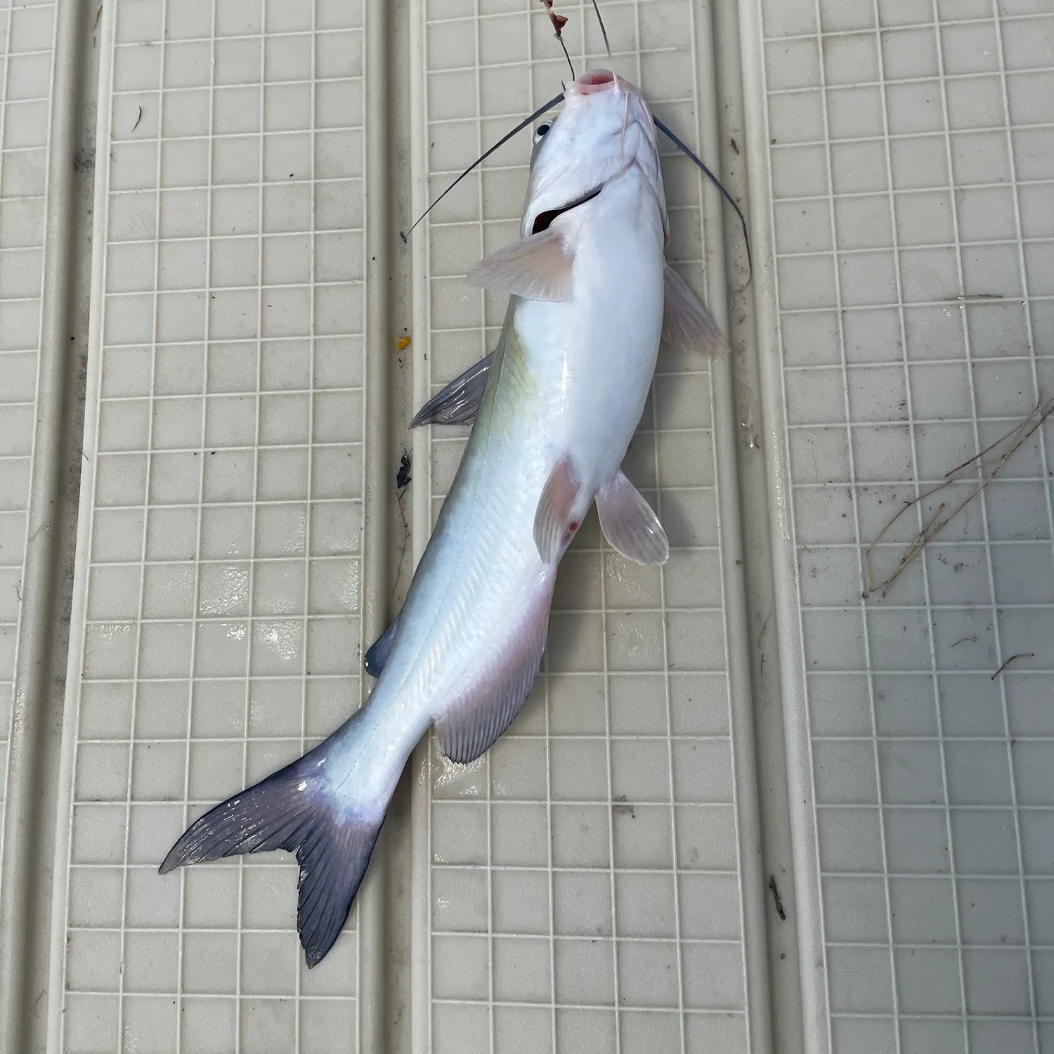 Channel catfish caught on Fishbrain