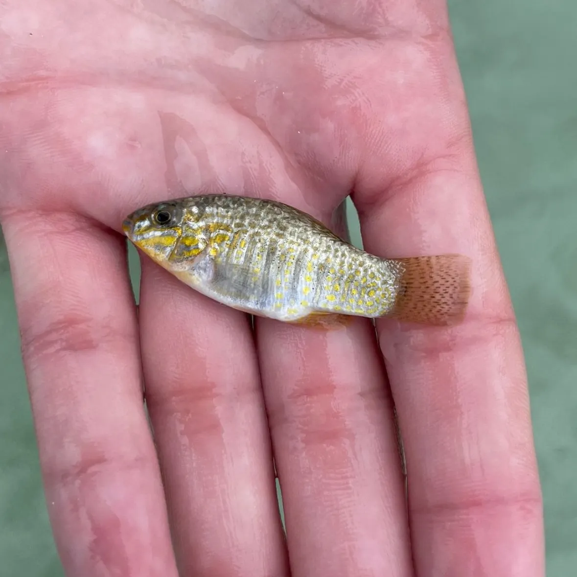 The most recent Goldspotted killifish catches on Fishbrain